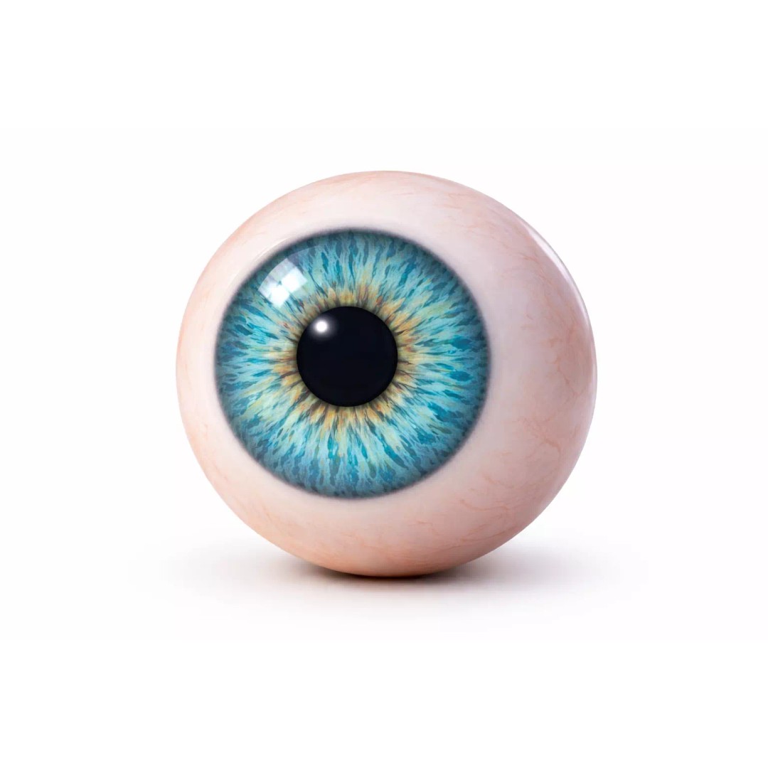 Human Eye 3D Model – Ultra Realistic Anatomical Asset, FBX - View 4