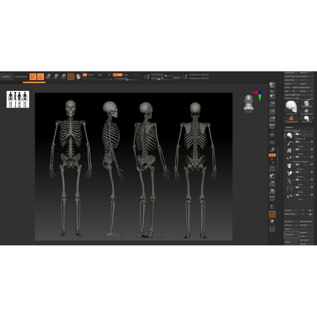 Anatomical Male Skeleton 3D Model – High Poly ZBrush Character Asset - View 3