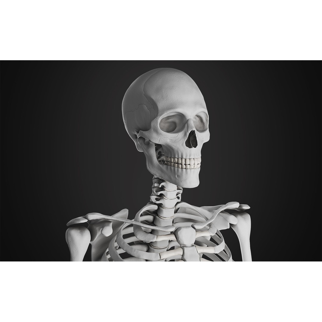 Anatomical Male Skeleton 3D Model – High Poly ZBrush Character Asset - View 4