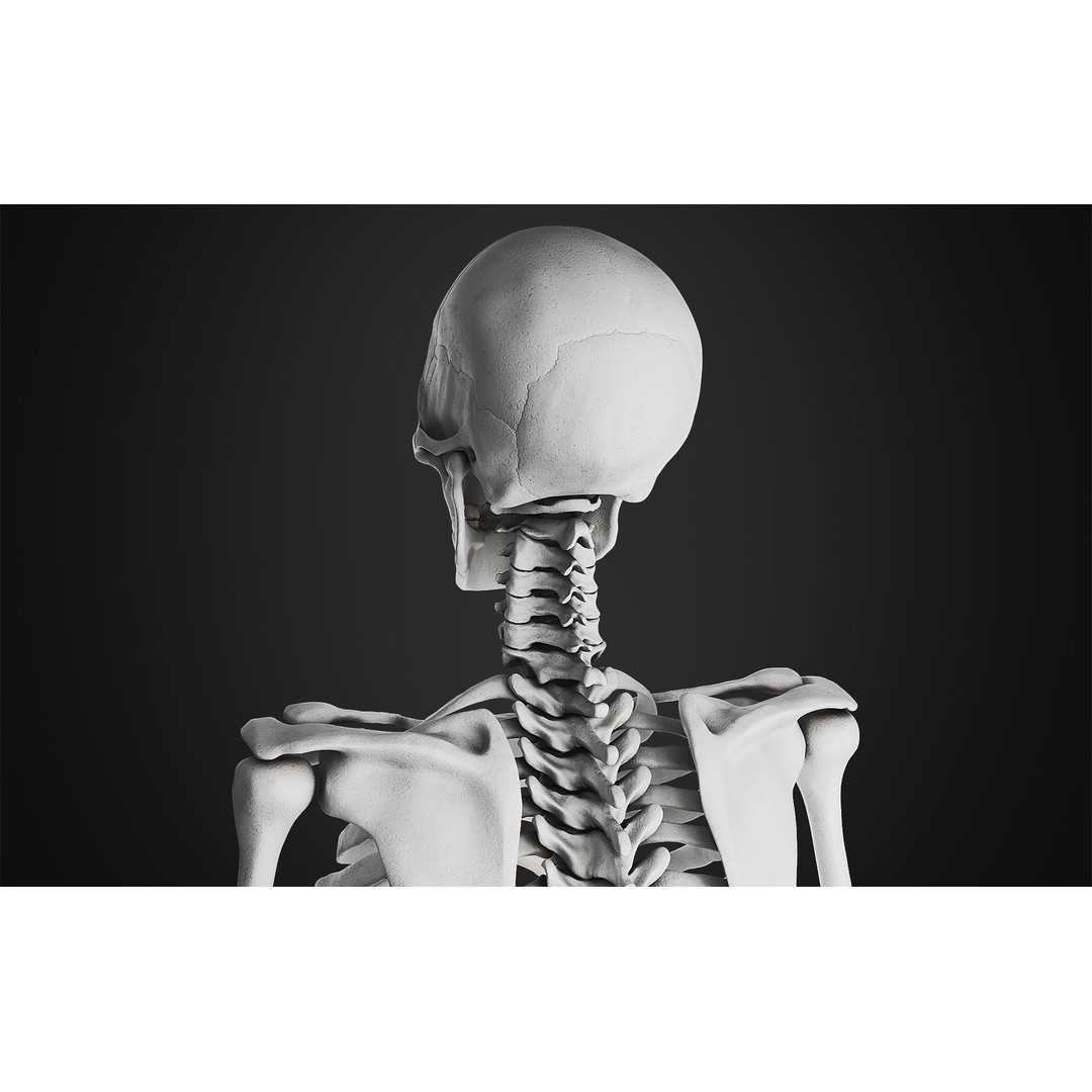 Anatomical Male Skeleton 3D Model – High Poly ZBrush Character Asset - View 5