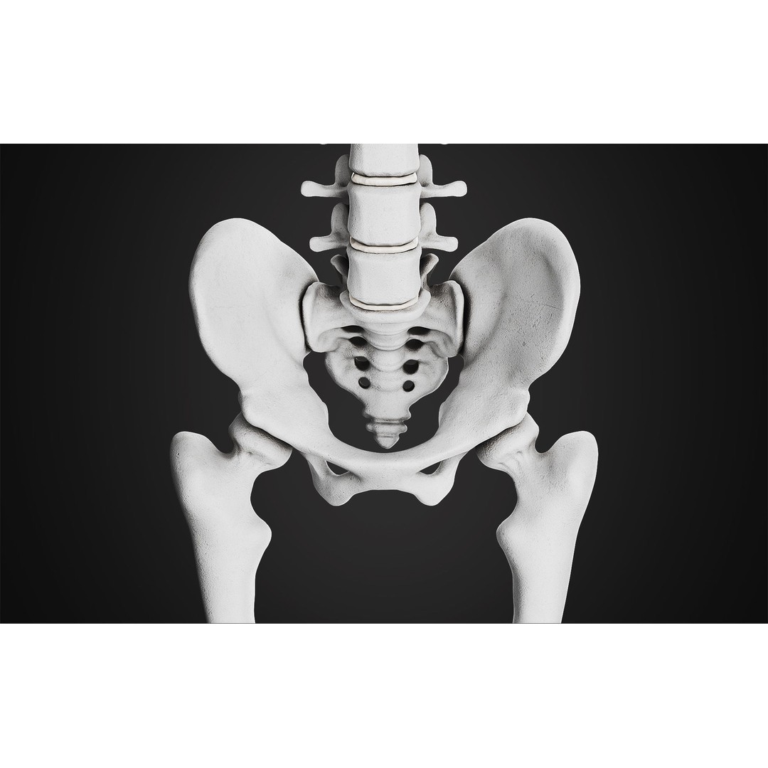 Anatomical Male Skeleton 3D Model – High Poly ZBrush Character Asset - View 7