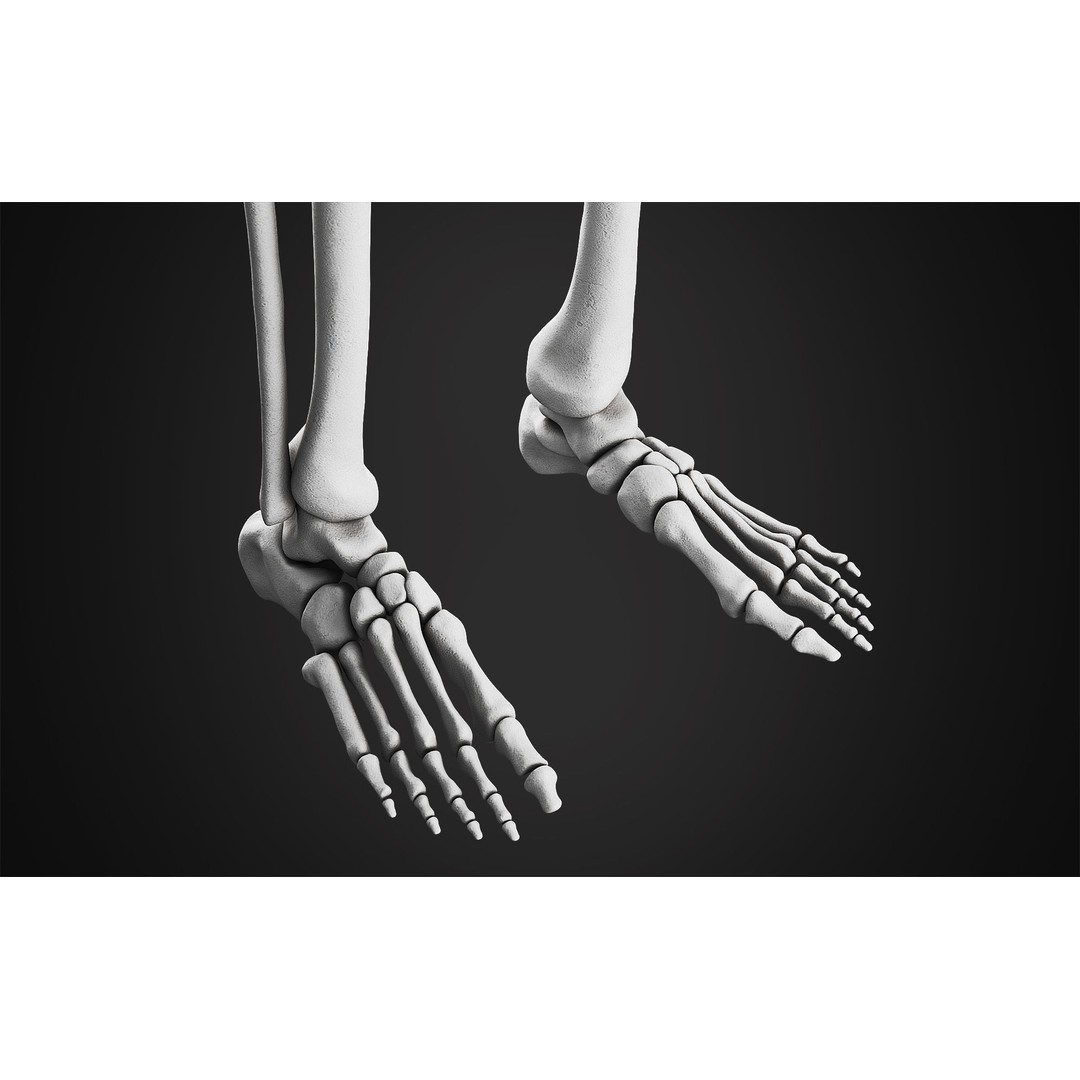 Anatomical Male Skeleton 3D Model – High Poly ZBrush Character Asset - View 9