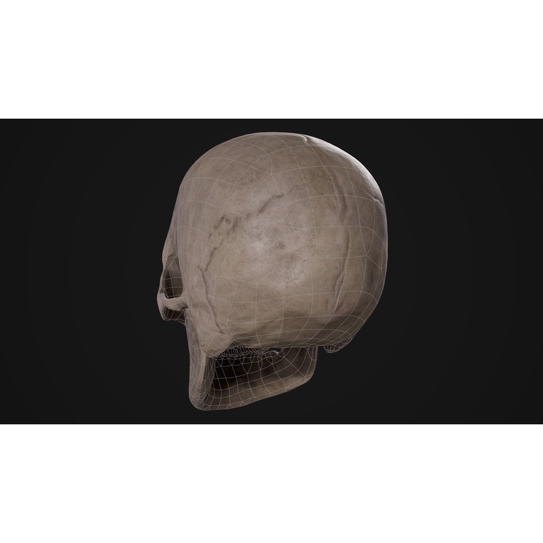 Human Male Skull 3D Model – Low Poly PBR Anatomy Asset, FBX, OBJ