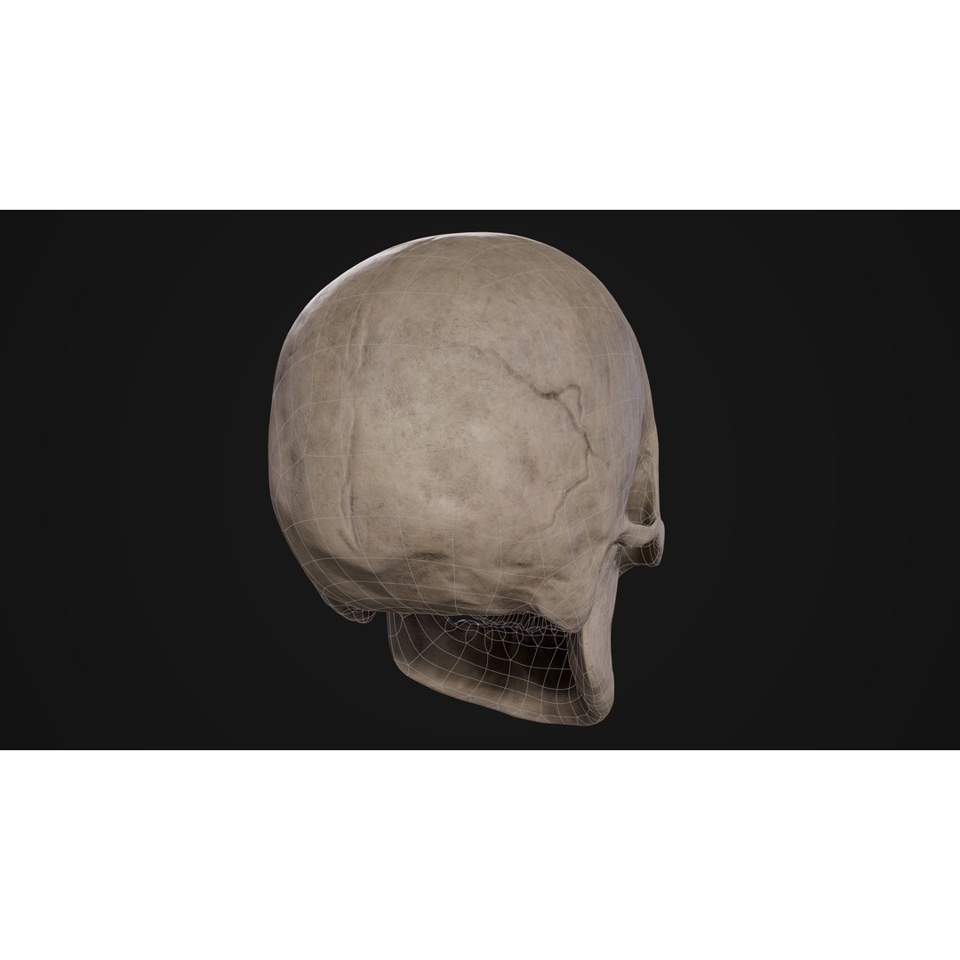 Human Male Skull 3D Model – Low Poly PBR Anatomy Asset, FBX, OBJ - View 10