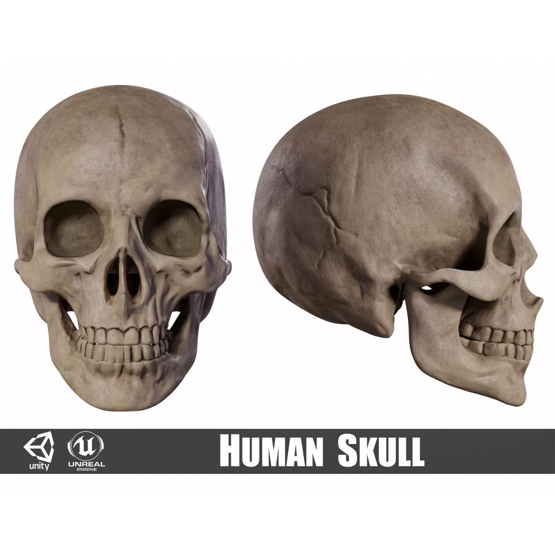 Human Male Skull 3D Model – Low Poly PBR Anatomy Asset, FBX, OBJ - View 2