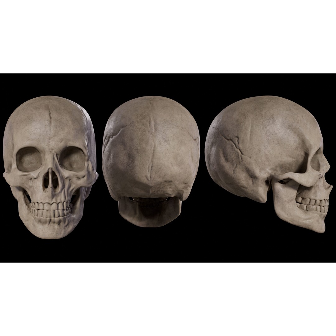 Human Male Skull 3D Model – Low Poly PBR Anatomy Asset, FBX, OBJ - View 3