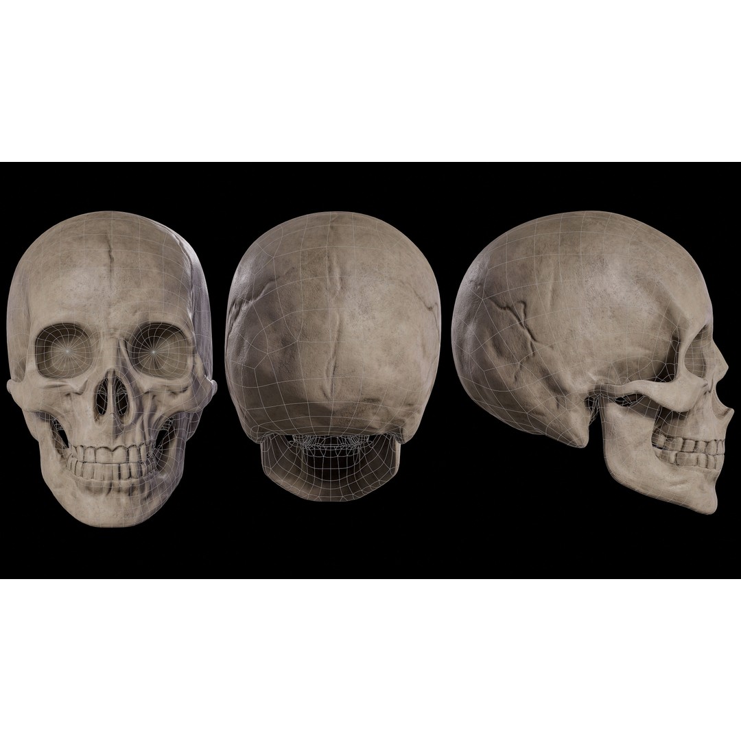 Human Male Skull 3D Model – Low Poly PBR Anatomy Asset, FBX, OBJ - View 4