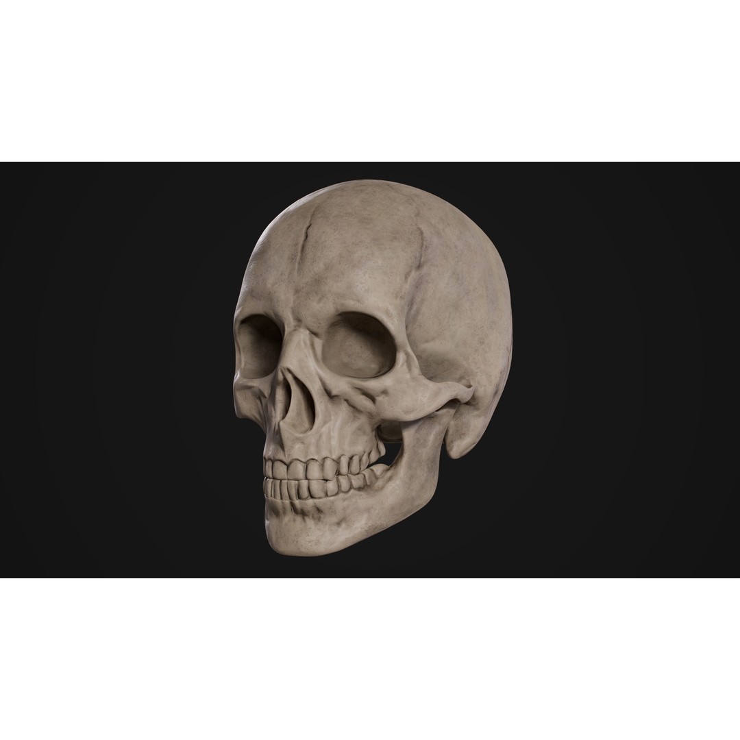 Human Male Skull 3D Model – Low Poly PBR Anatomy Asset, FBX, OBJ - View 5