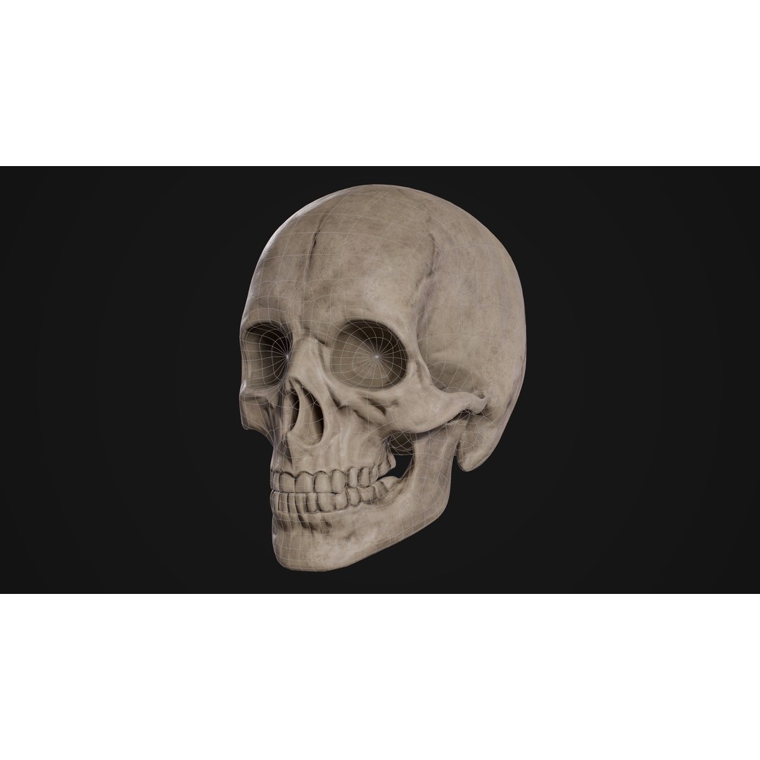 Human Male Skull 3D Model – Low Poly PBR Anatomy Asset, FBX, OBJ - View 6