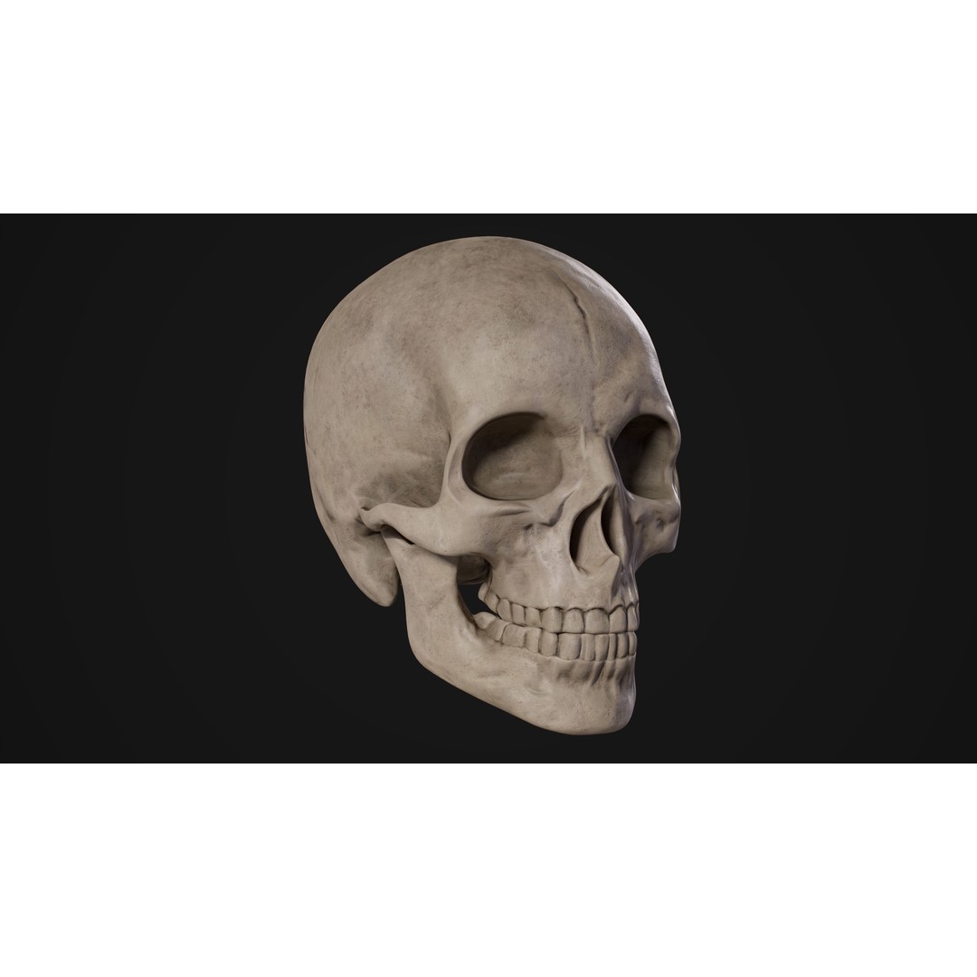 Human Male Skull 3D Model – Low Poly PBR Anatomy Asset, FBX, OBJ - View 7