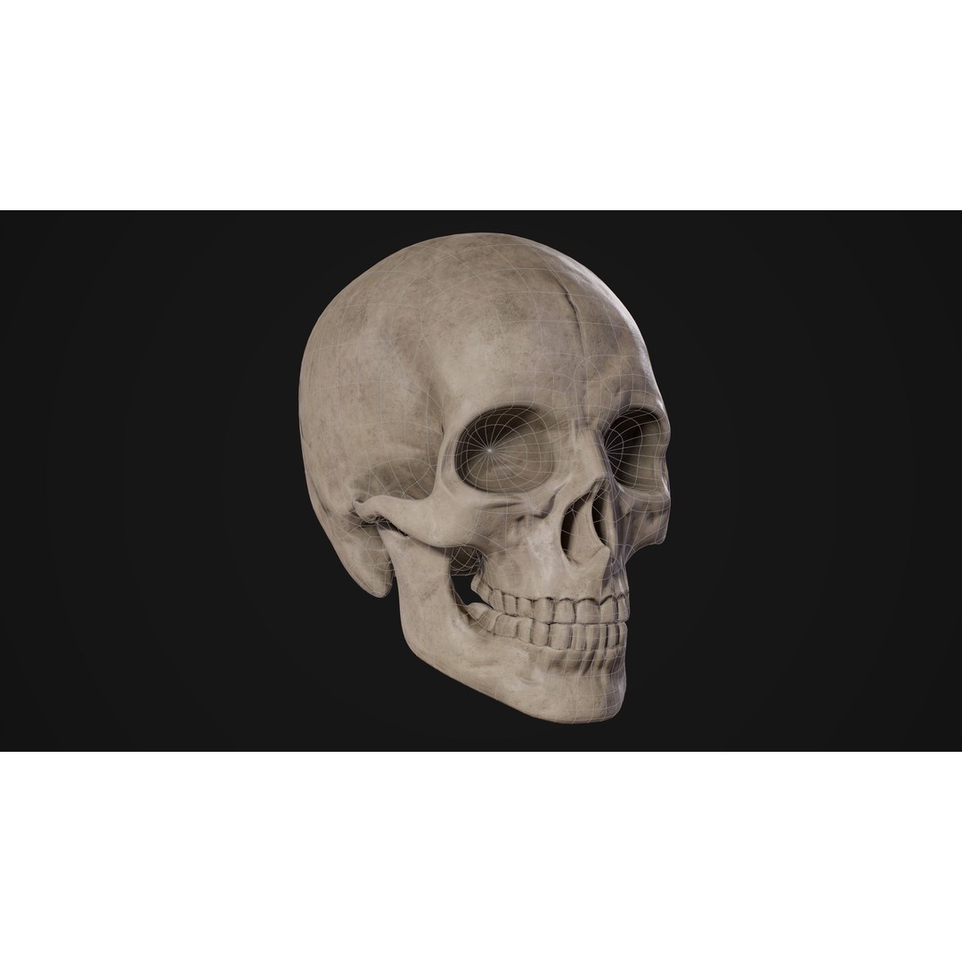 Human Male Skull 3D Model – Low Poly PBR Anatomy Asset, FBX, OBJ - View 8