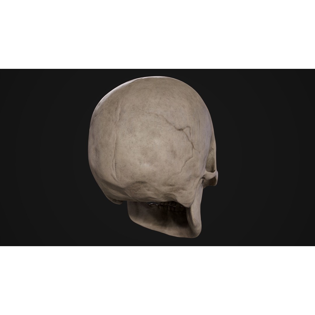 Human Male Skull 3D Model – Low Poly PBR Anatomy Asset, FBX, OBJ - View 9