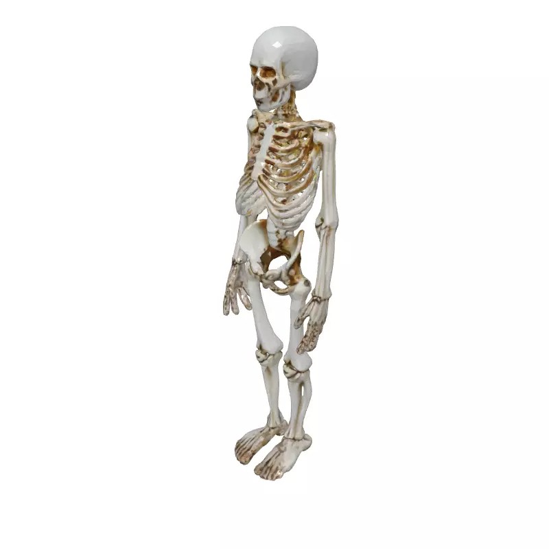 Realistic Human Skeleton 3D Model – Low Poly Game Asset, FBX, PBR Textures - View 4