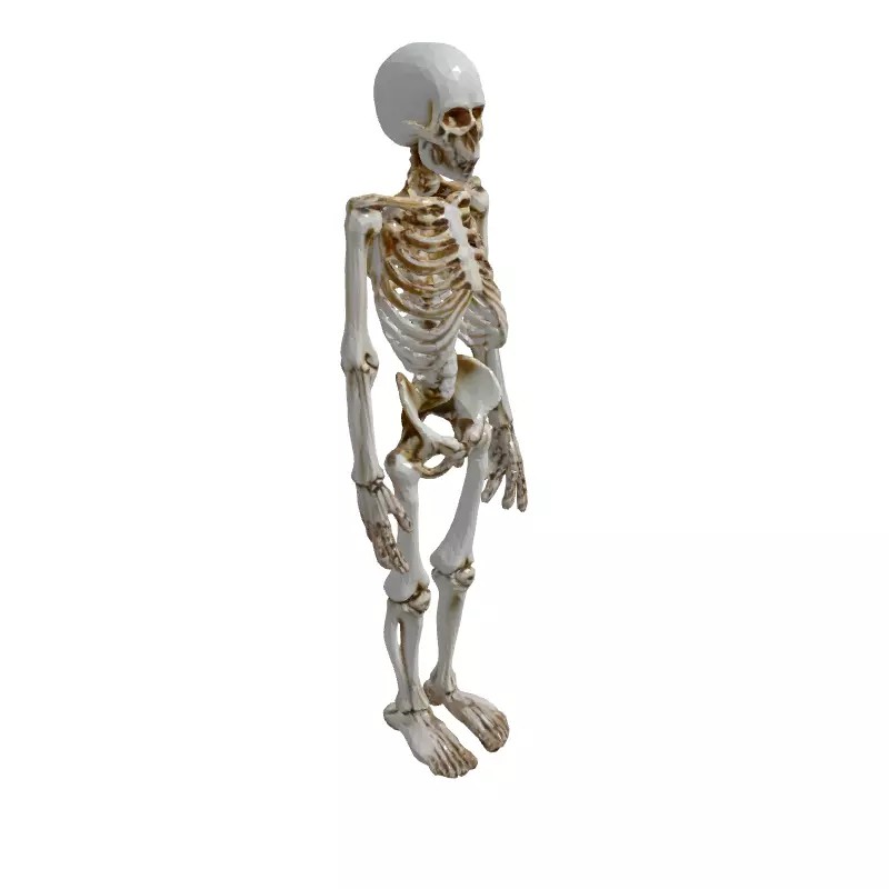 Realistic Human Skeleton 3D Model – Low Poly Game Asset, FBX, PBR Textures - View 5