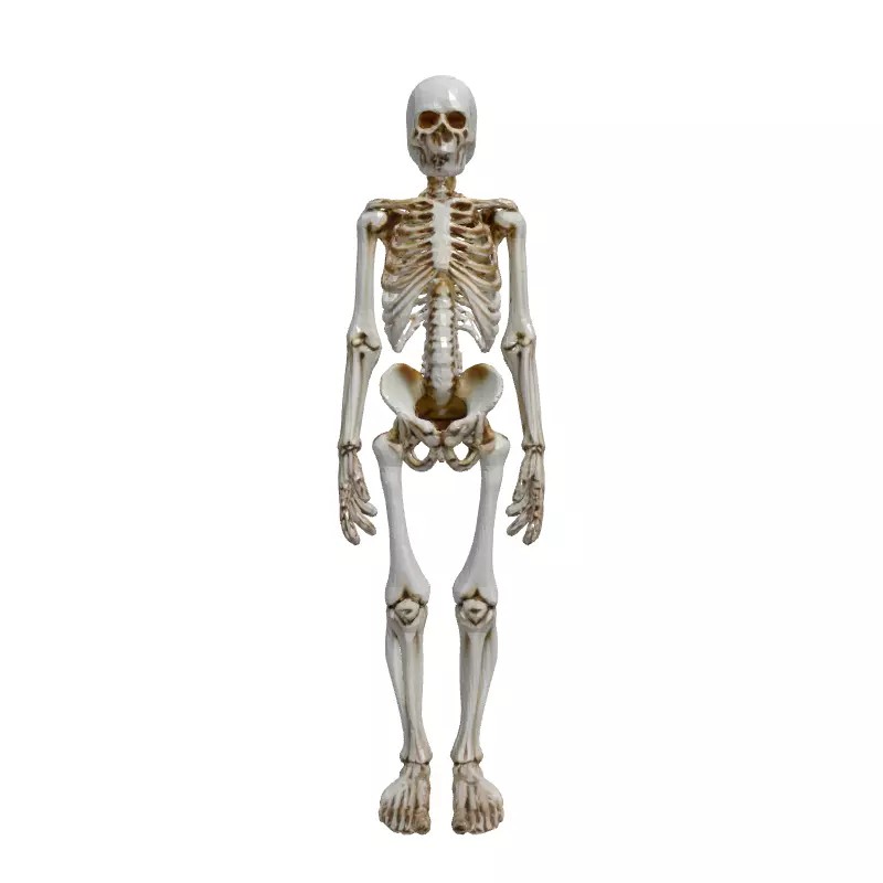 Realistic Human Skeleton 3D Model – Low Poly Game Asset, FBX, PBR Textures - View 6