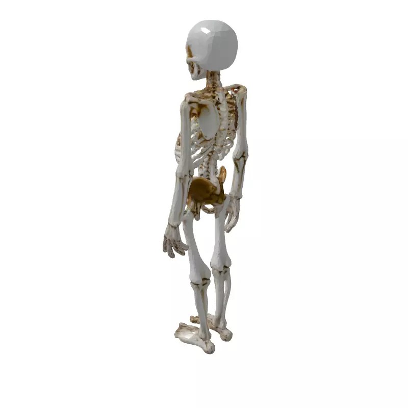 Realistic Human Skeleton 3D Model – Low Poly Game Asset, FBX, PBR Textures - View 7