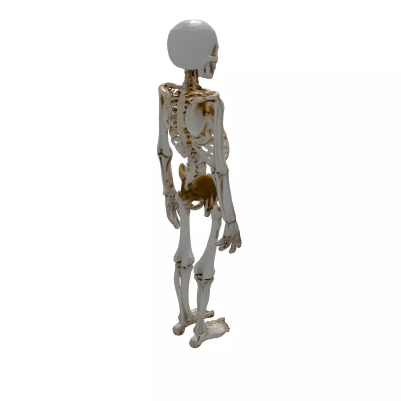 Realistic Human Skeleton 3D Model – Low Poly Game Asset, FBX, PBR Textures - View 8