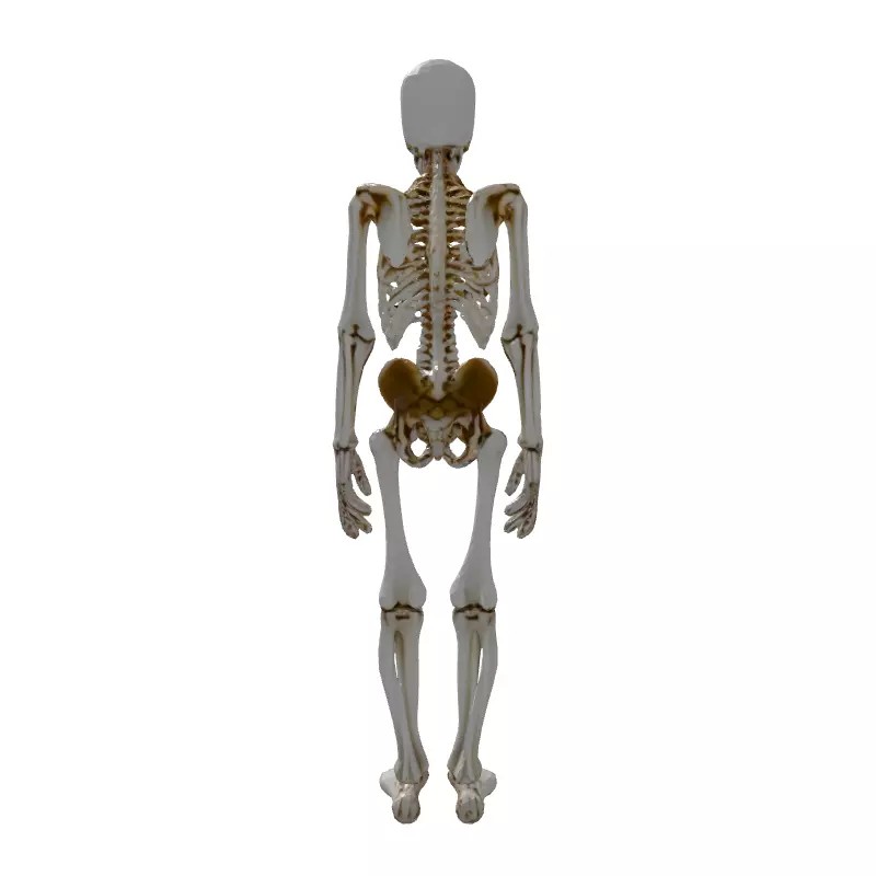 Realistic Human Skeleton 3D Model – Low Poly Game Asset, FBX, PBR Textures - View 9