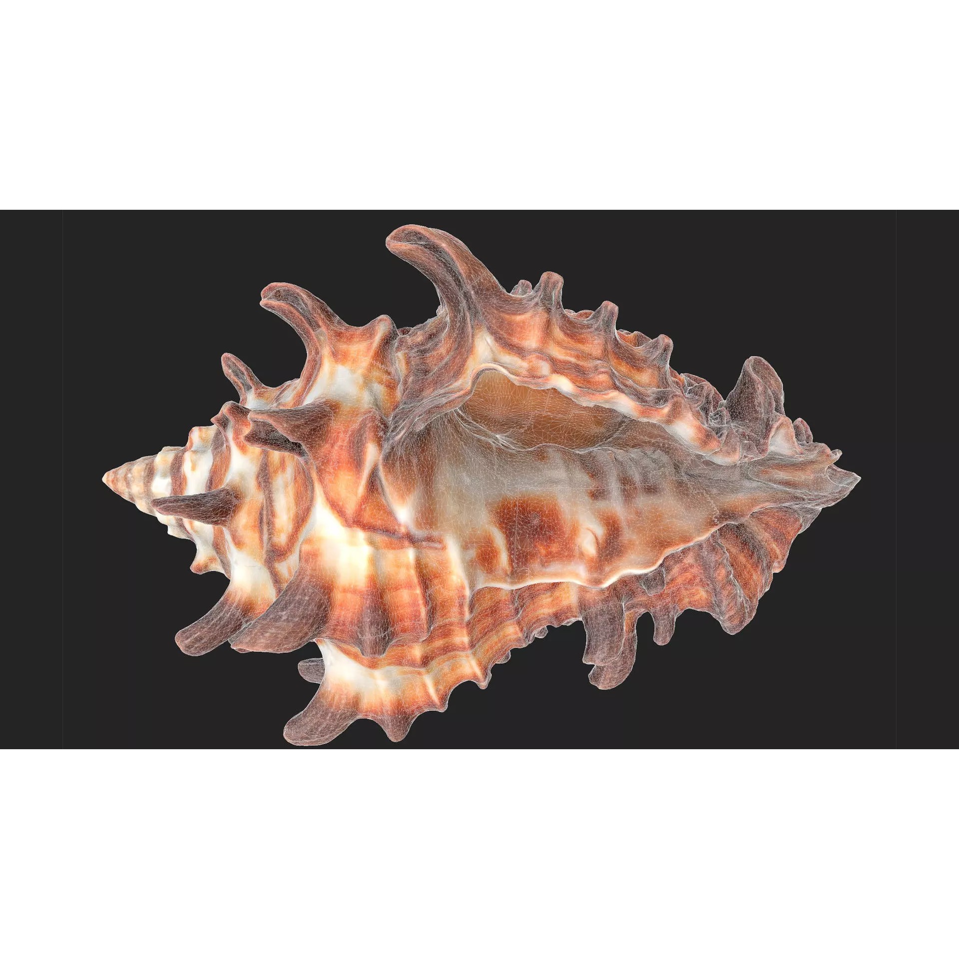 Sea Shell Set - Low-Poly Game-Ready 3D Model - View 10