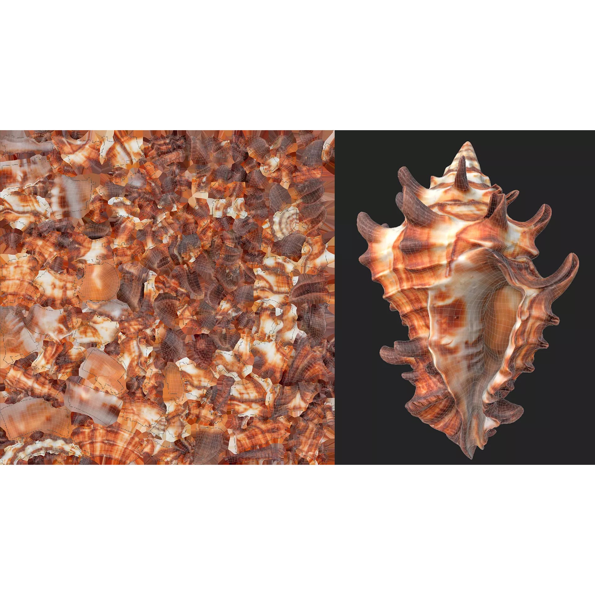 Sea Shell Set - Low-Poly Game-Ready 3D Model - View 11