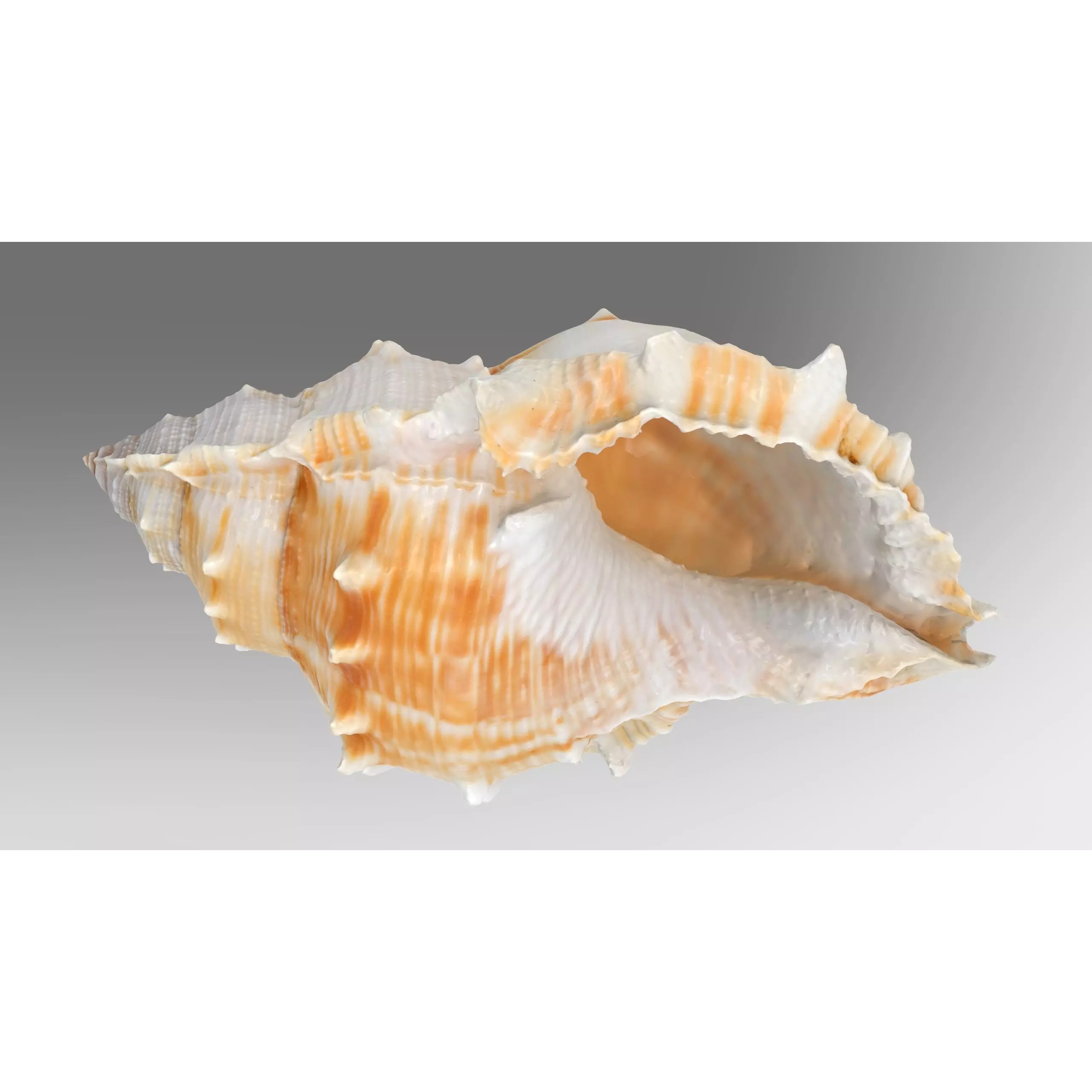 Sea Shell Set - Low-Poly Game-Ready 3D Model - View 12