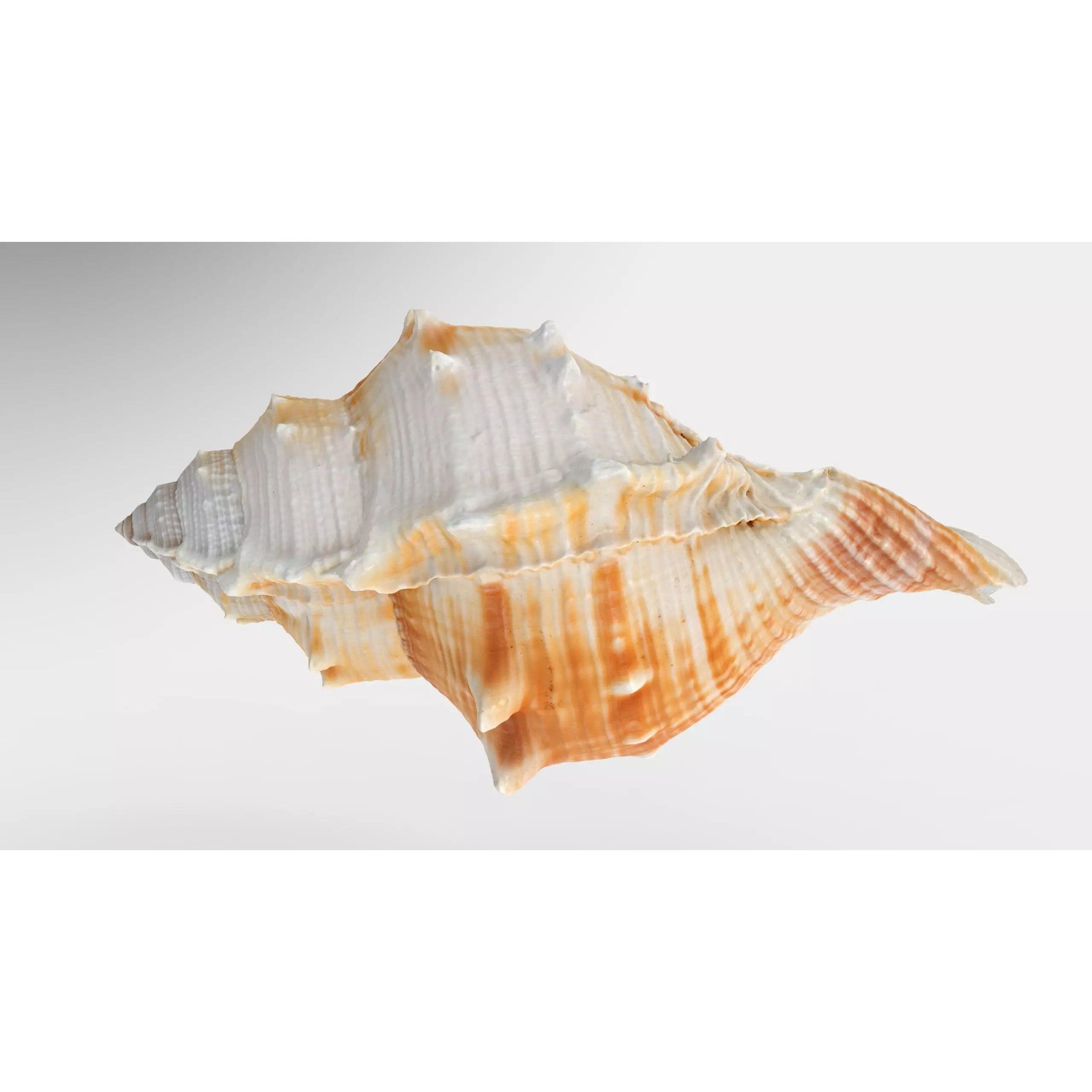 Sea Shell Set - Low-Poly Game-Ready 3D Model - View 14