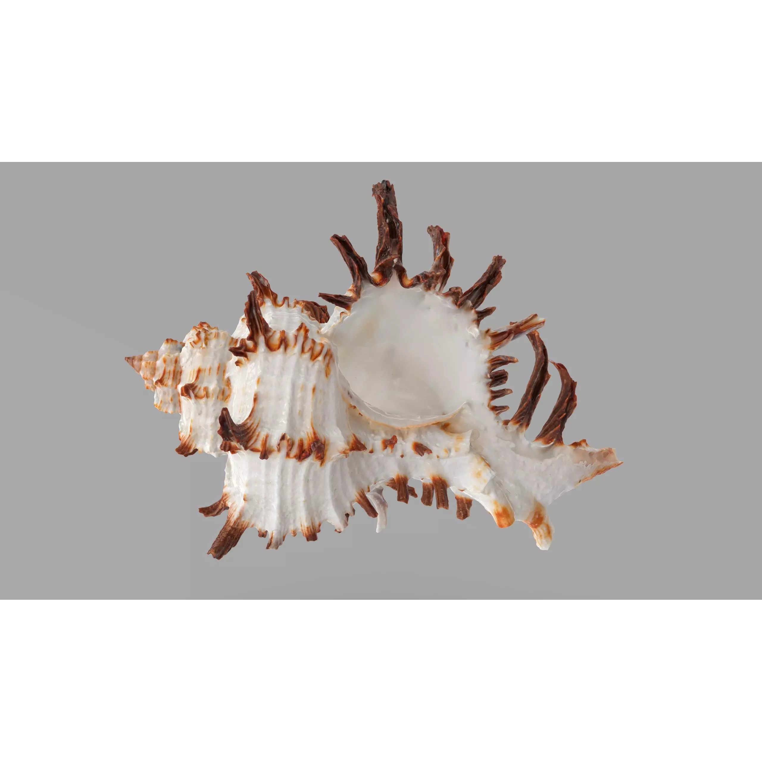 Sea Shell Set - Low-Poly Game-Ready 3D Model - View 19