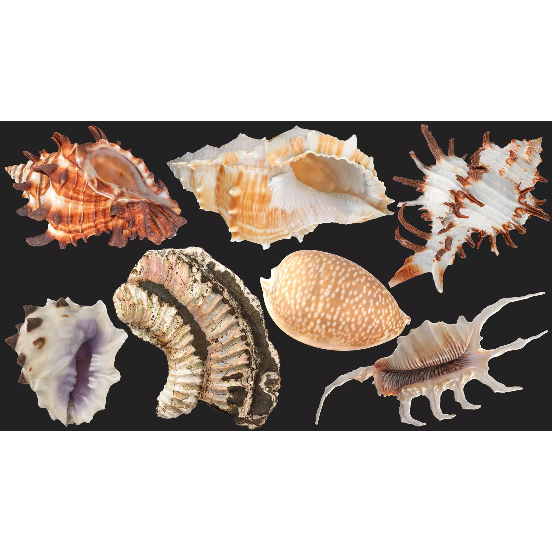 Sea Shell Set - Low-Poly Game-Ready 3D Model - View 2