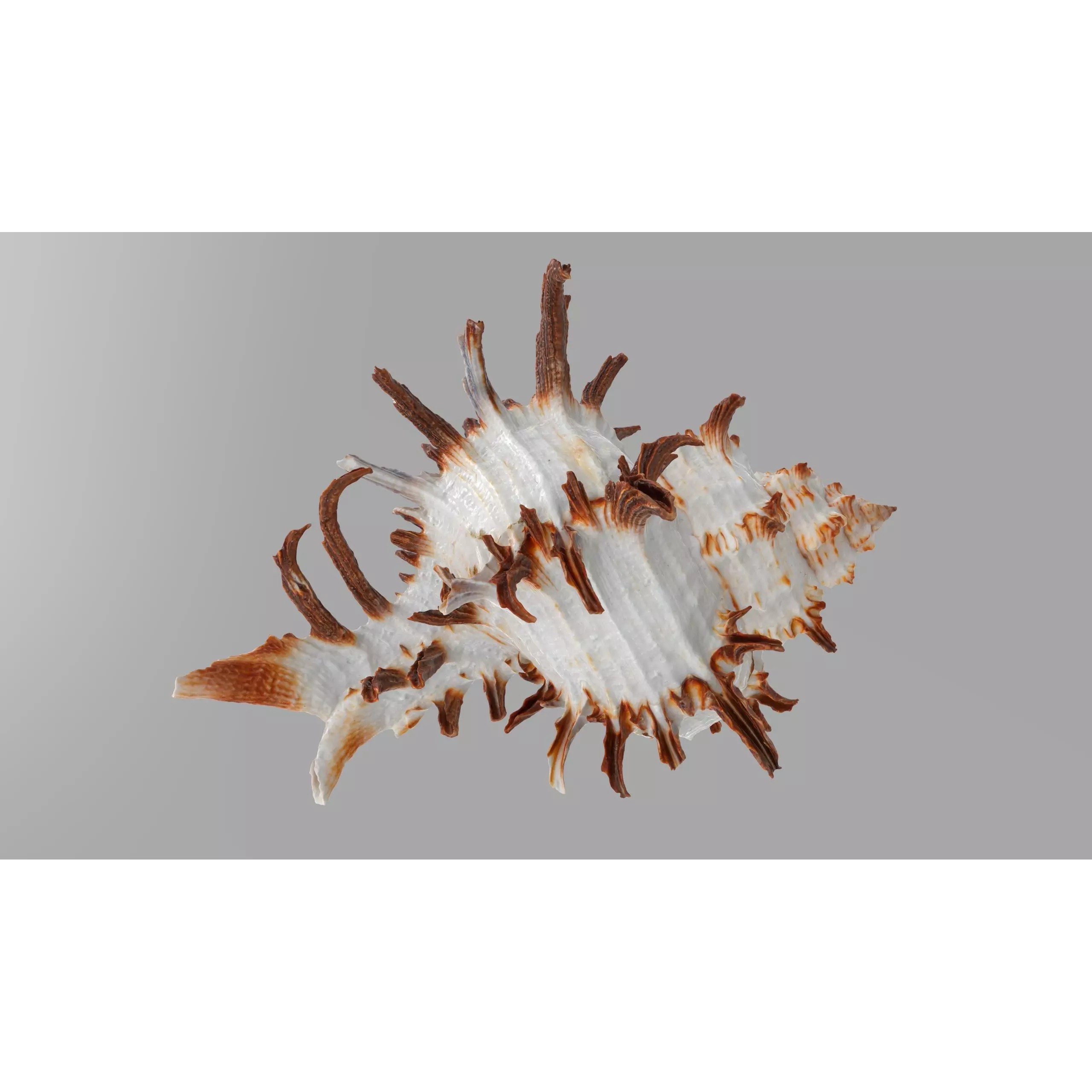 Sea Shell Set - Low-Poly Game-Ready 3D Model - View 20