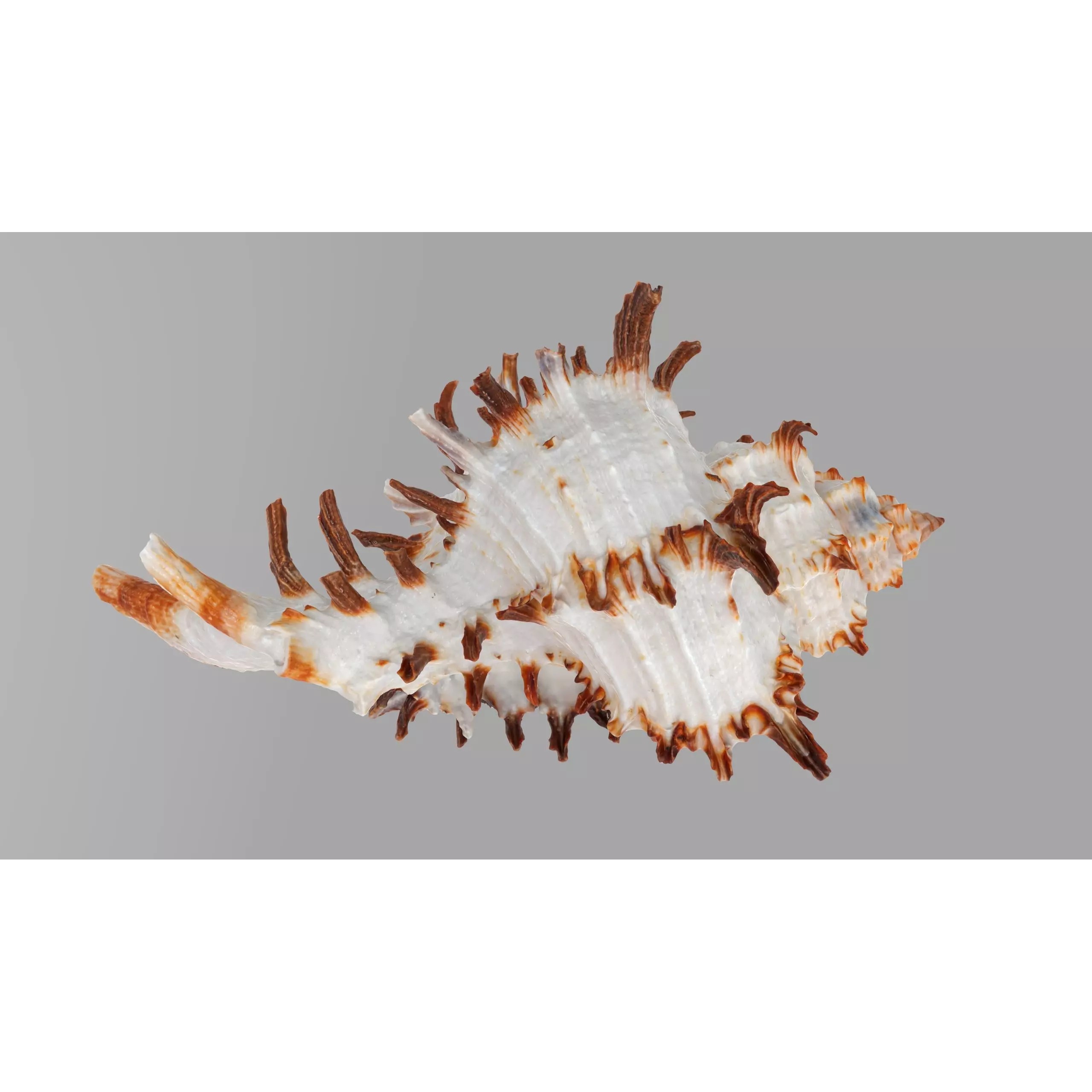 Sea Shell Set - Low-Poly Game-Ready 3D Model - View 21