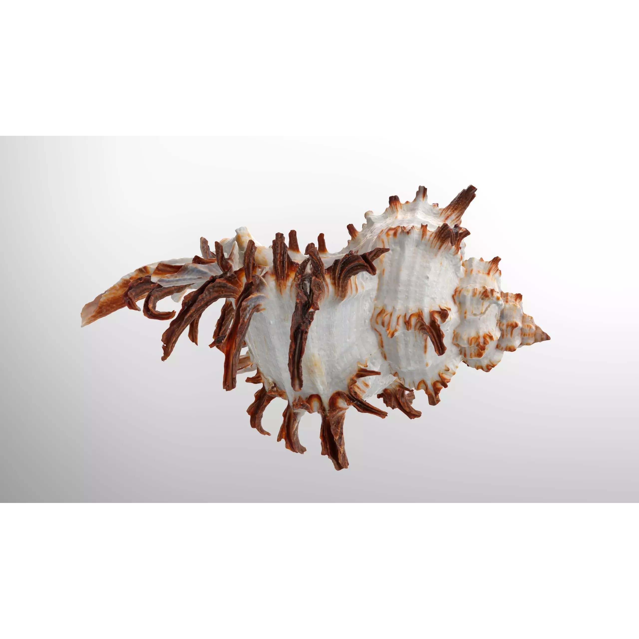 Sea Shell Set - Low-Poly Game-Ready 3D Model - View 22