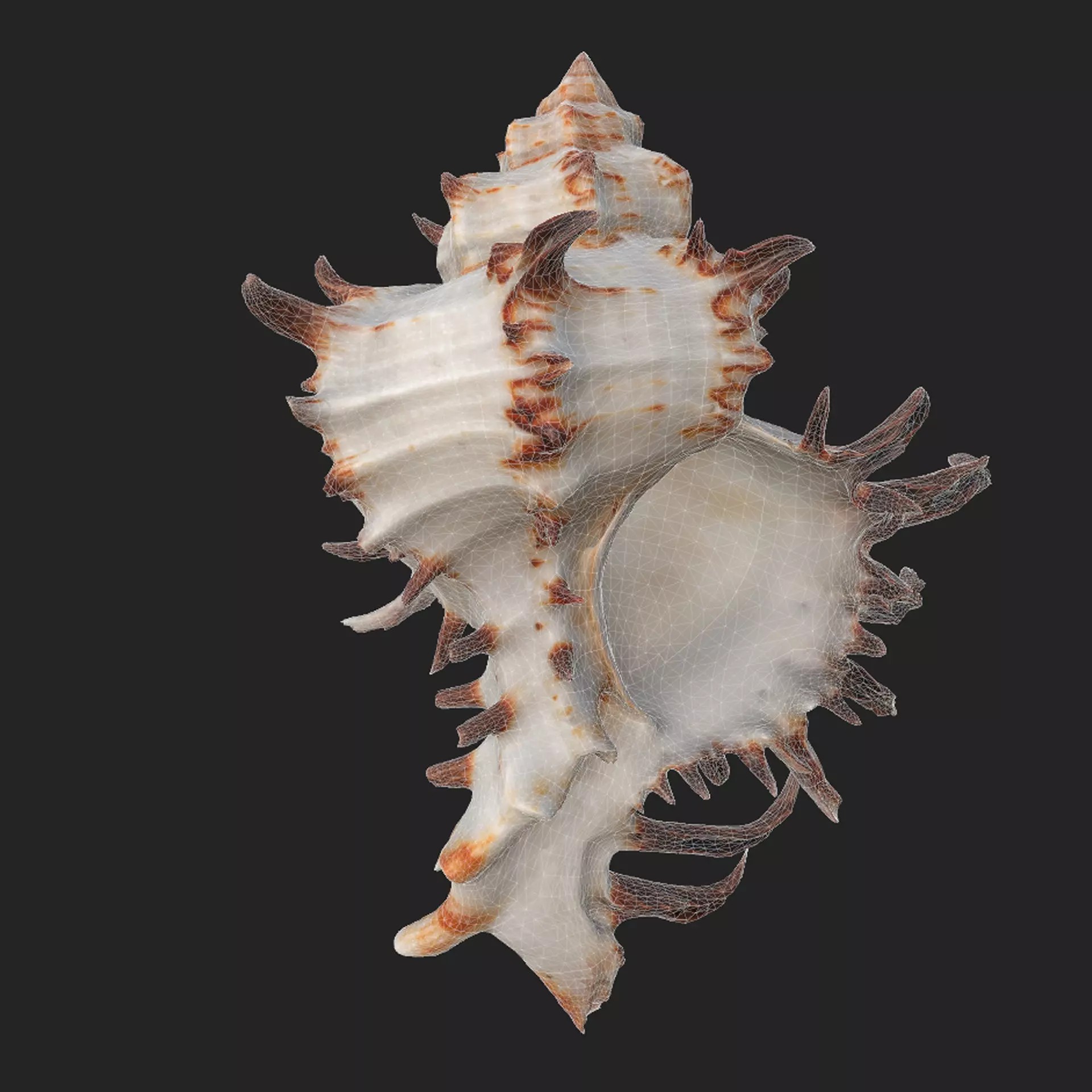 Sea Shell Set - Low-Poly Game-Ready 3D Model - View 25