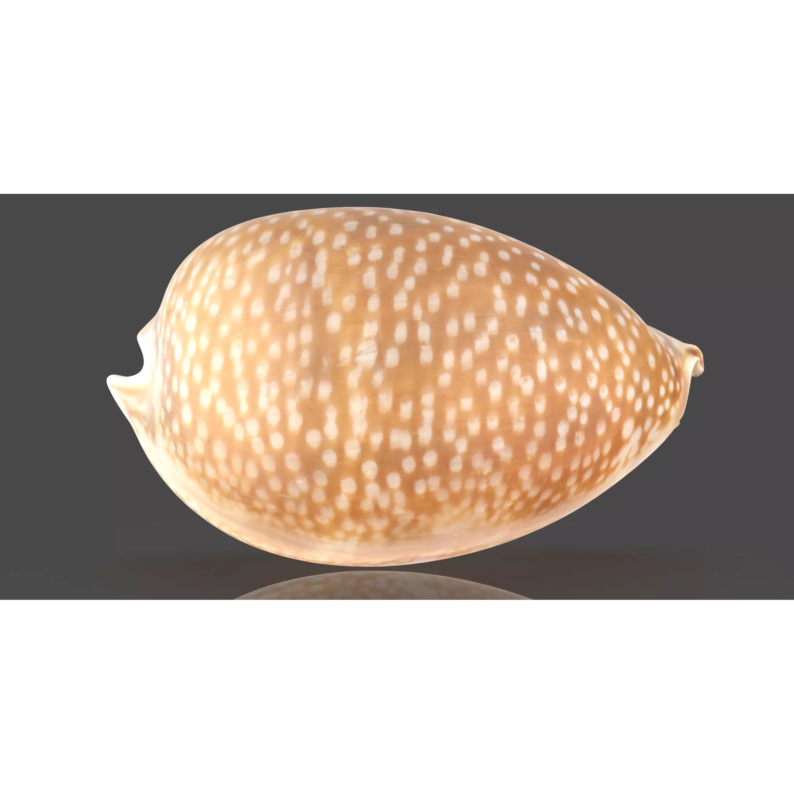Sea Shell Set - Low-Poly Game-Ready 3D Model - View 27