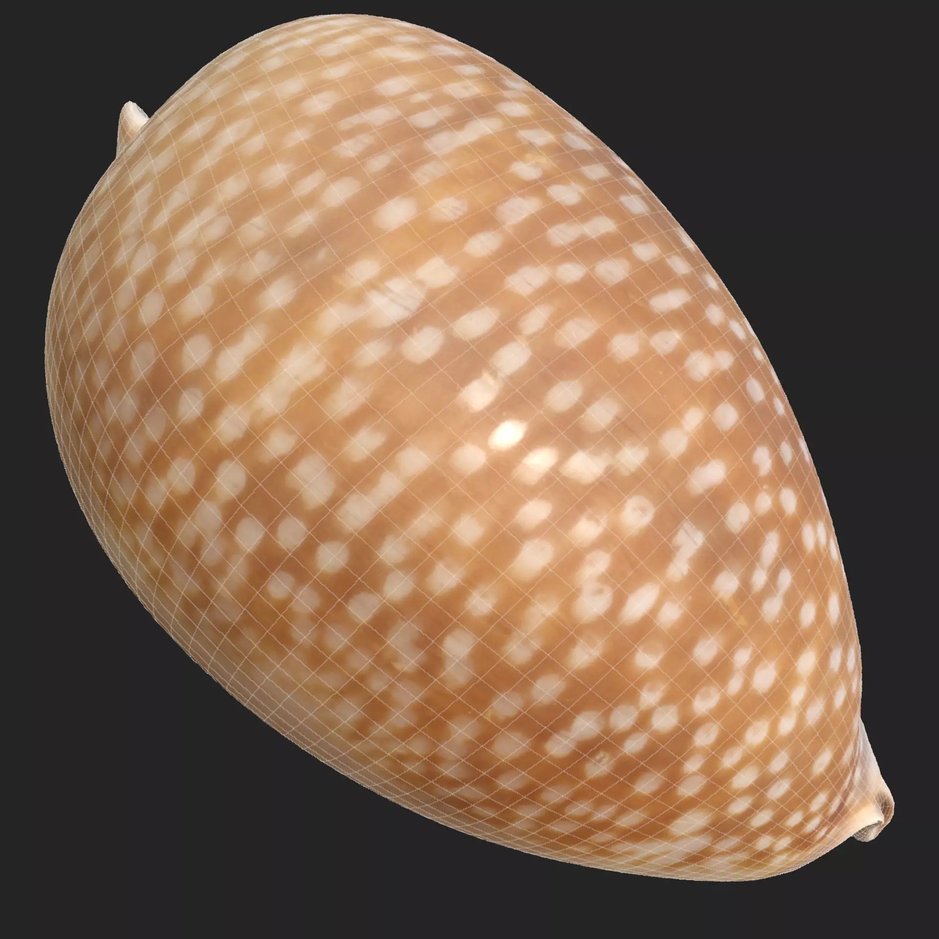 Sea Shell Set - Low-Poly Game-Ready 3D Model - View 29