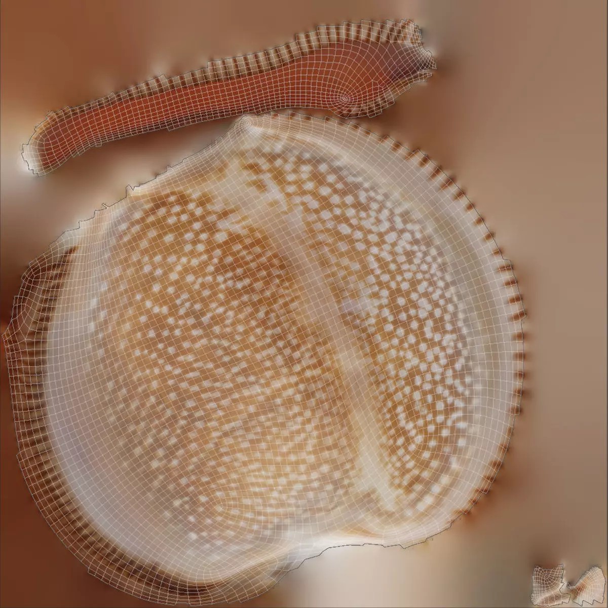 Sea Shell Set - Low-Poly Game-Ready 3D Model - View 30