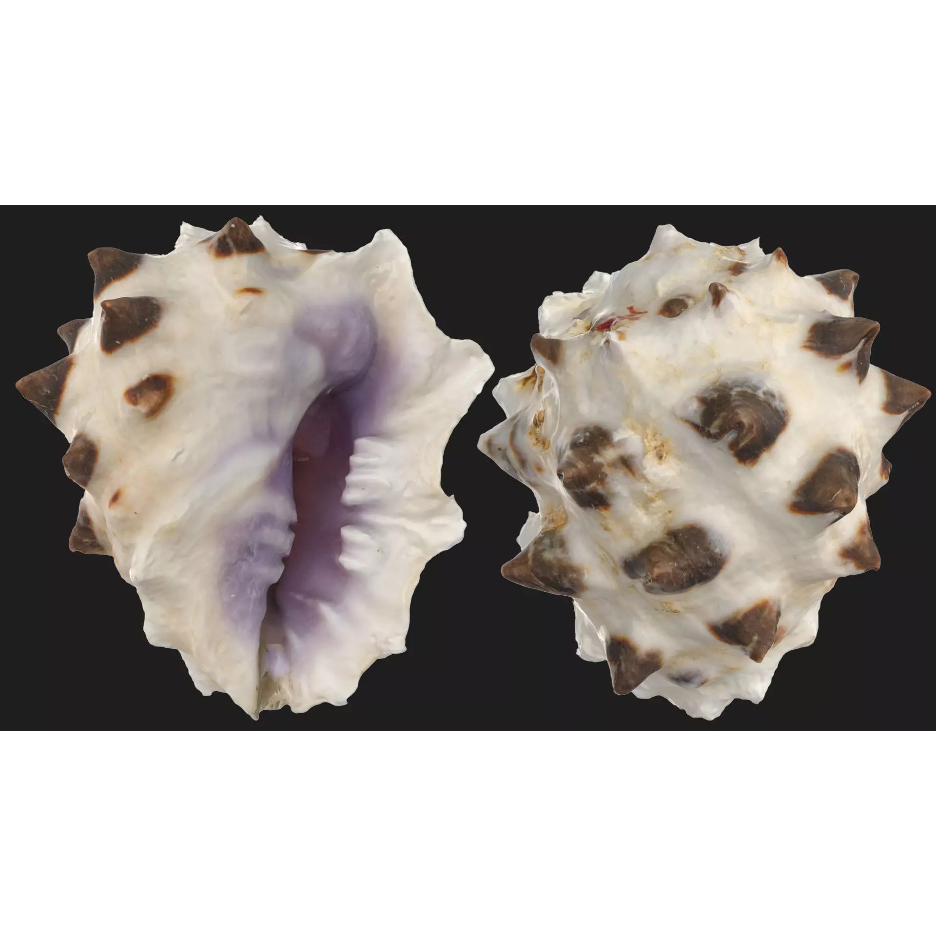 Sea Shell Set - Low-Poly Game-Ready 3D Model - View 31