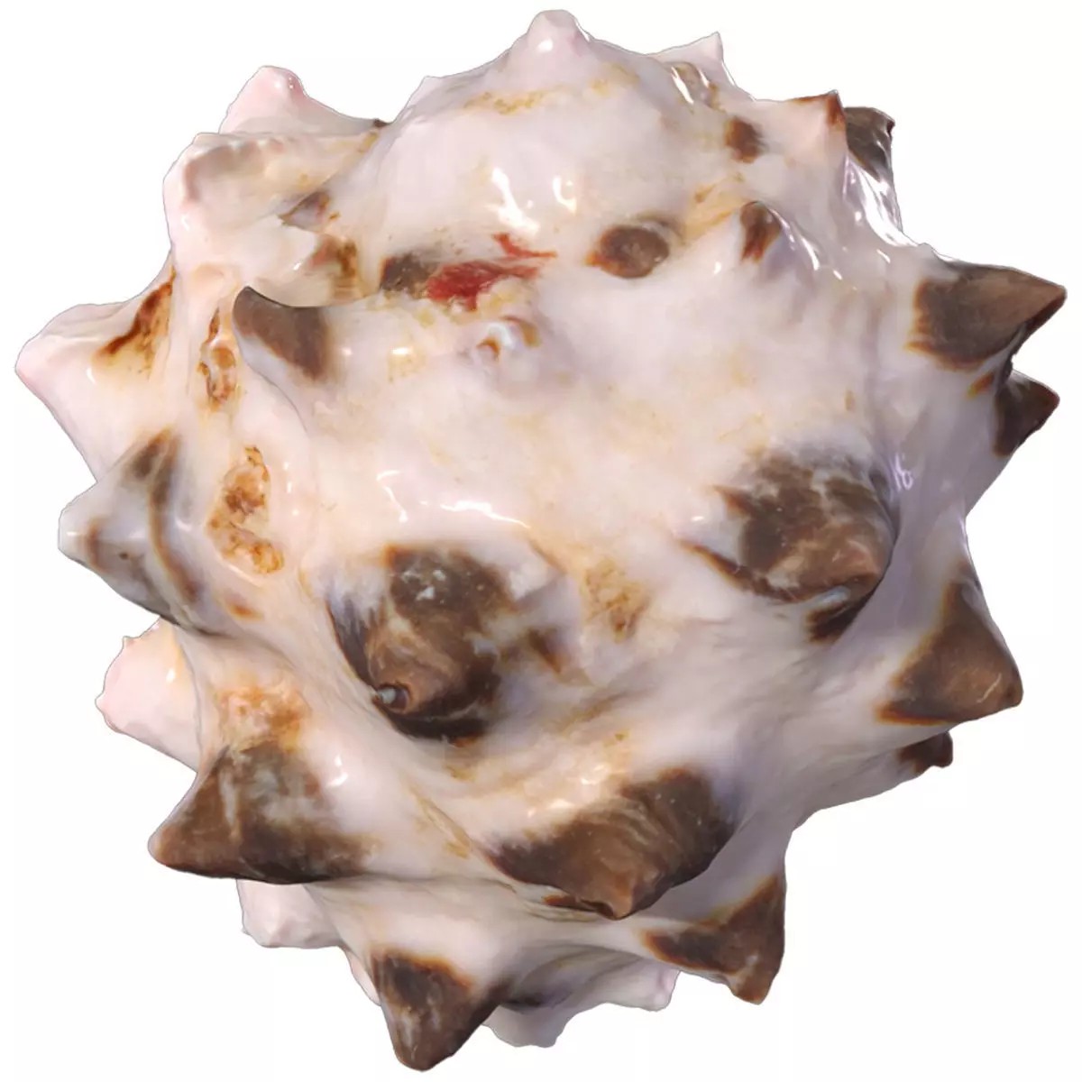 Sea Shell Set - Low-Poly Game-Ready 3D Model - View 32