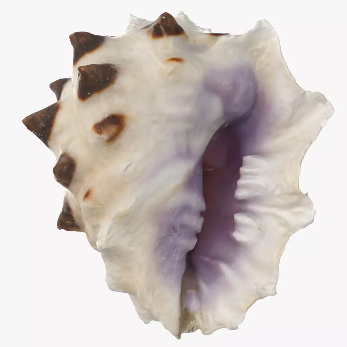 Sea Shell Set - Low-Poly Game-Ready 3D Model - View 33