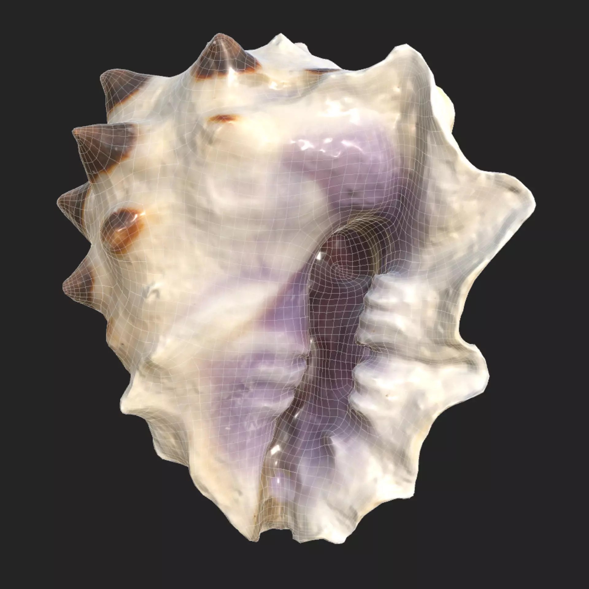 Sea Shell Set - Low-Poly Game-Ready 3D Model - View 35