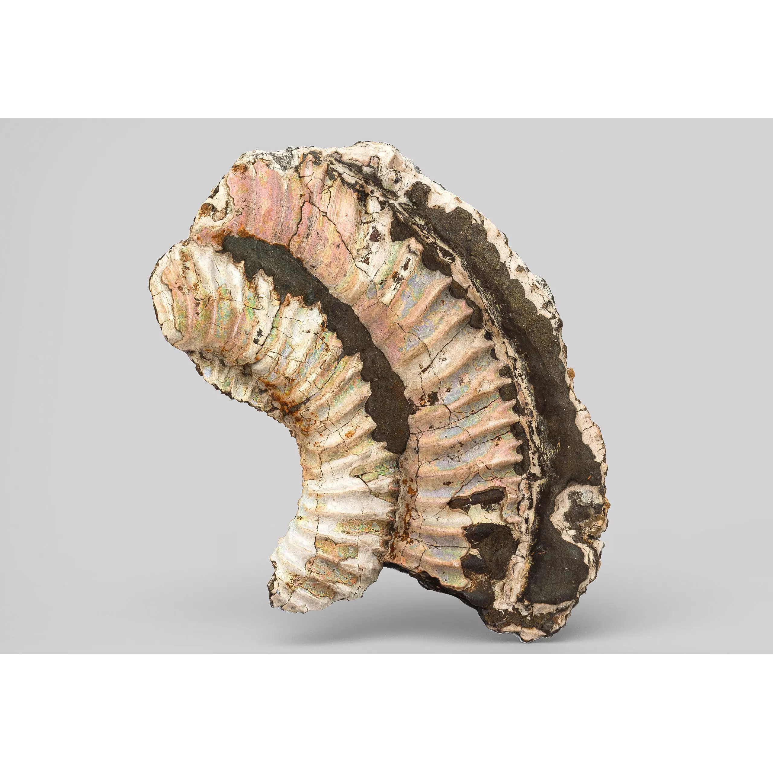 Sea Shell Set - Low-Poly Game-Ready 3D Model - View 37