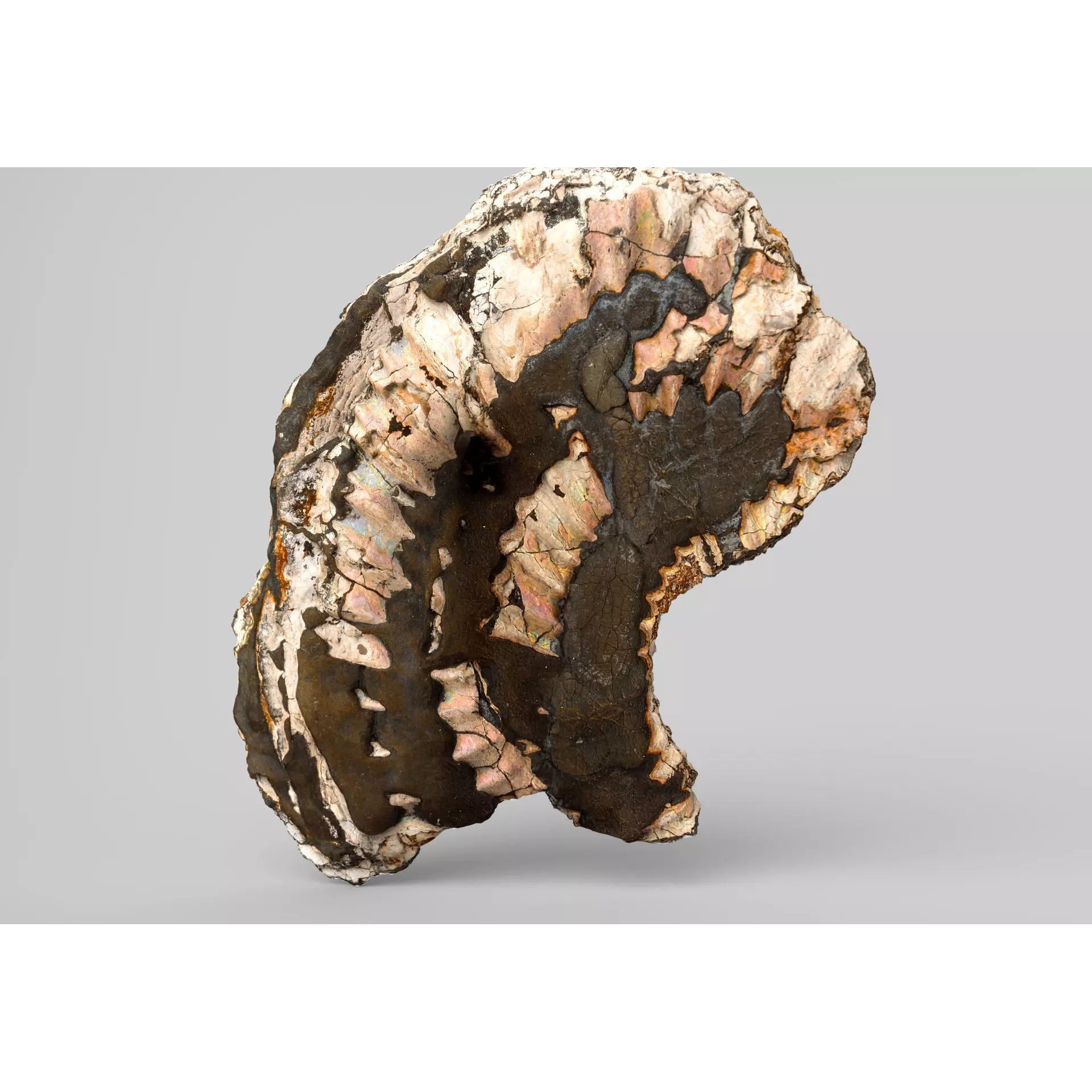 Sea Shell Set - Low-Poly Game-Ready 3D Model - View 39