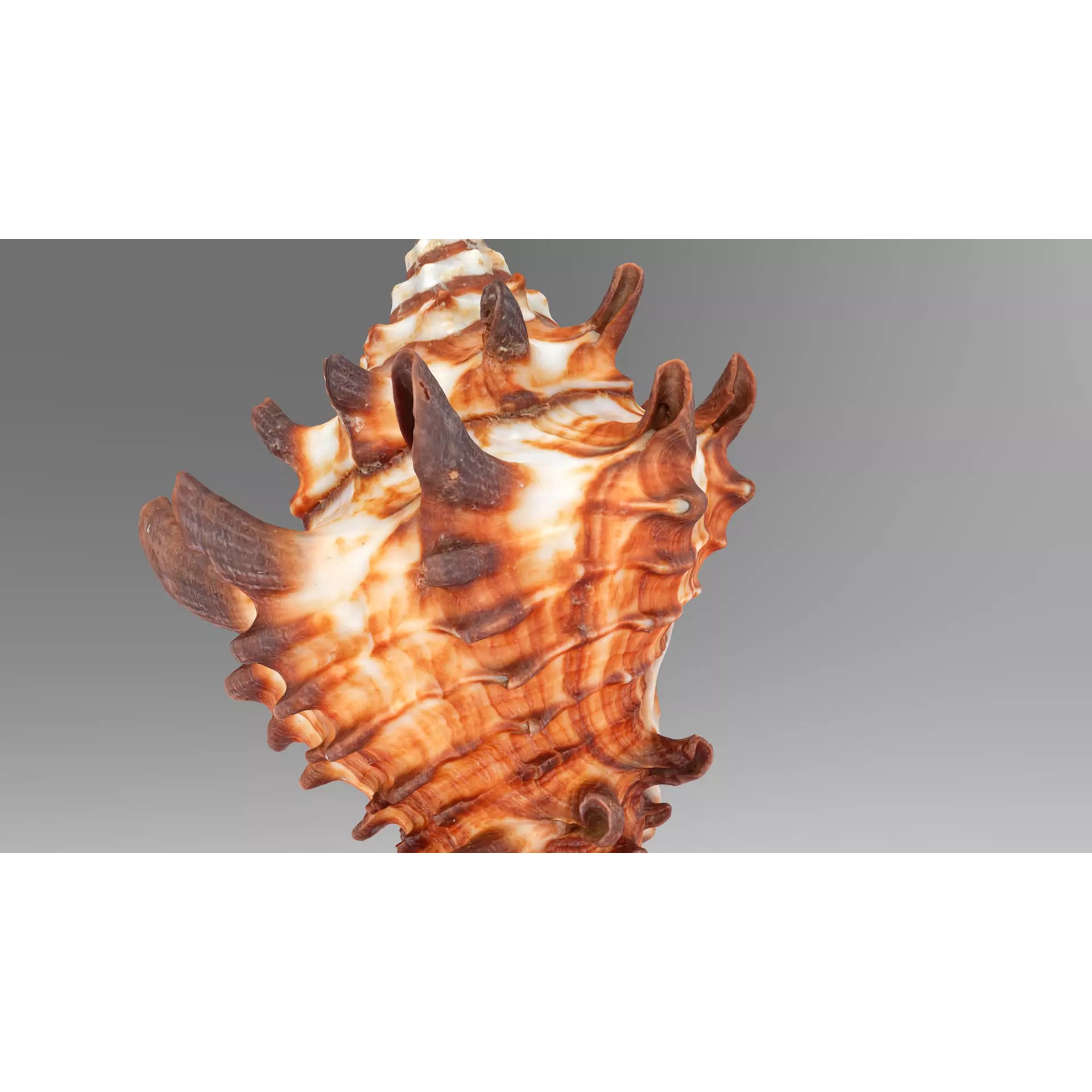 Sea Shell Set - Low-Poly Game-Ready 3D Model - View 4