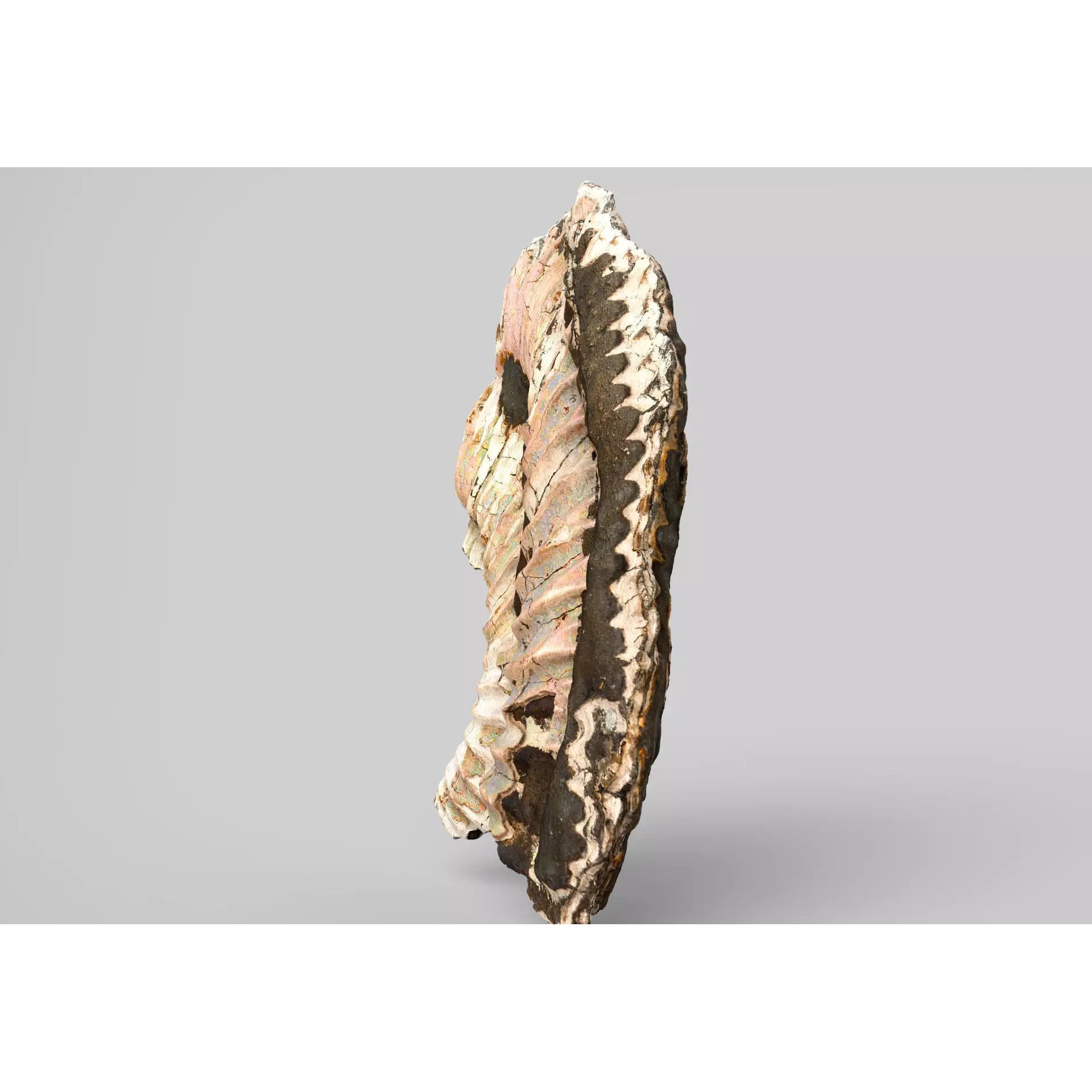 Sea Shell Set - Low-Poly Game-Ready 3D Model - View 40