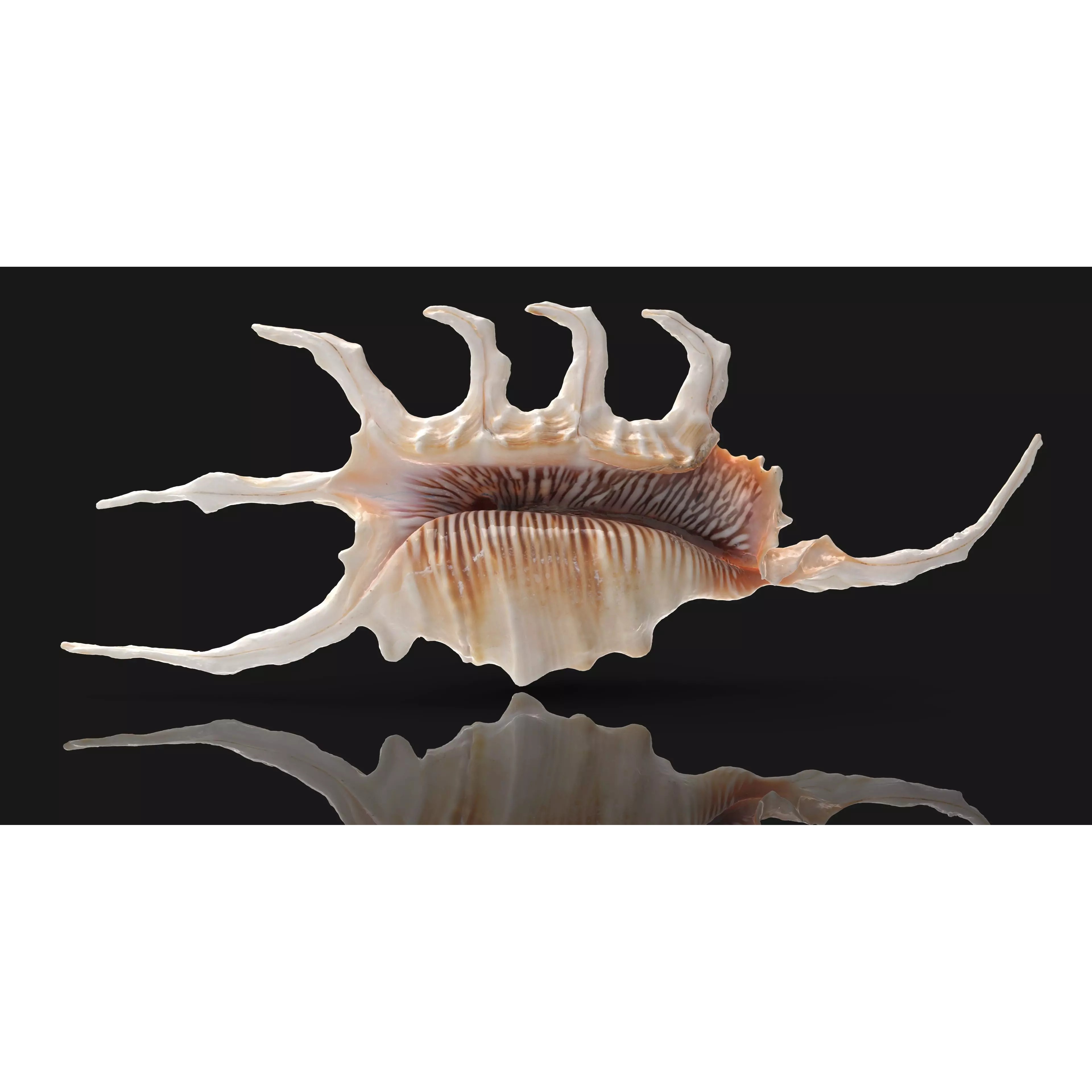 Sea Shell Set - Low-Poly Game-Ready 3D Model - View 41