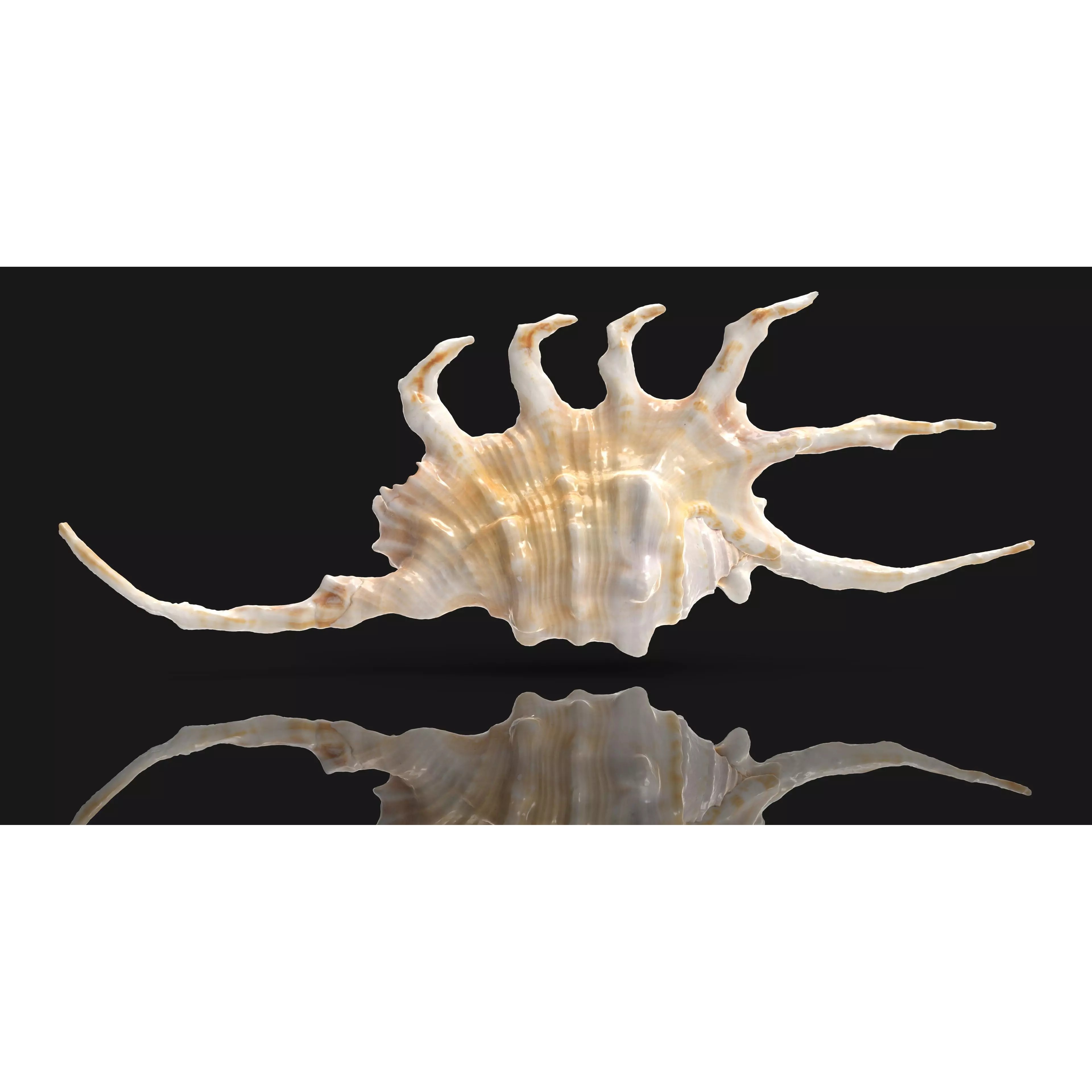 Sea Shell Set - Low-Poly Game-Ready 3D Model - View 42