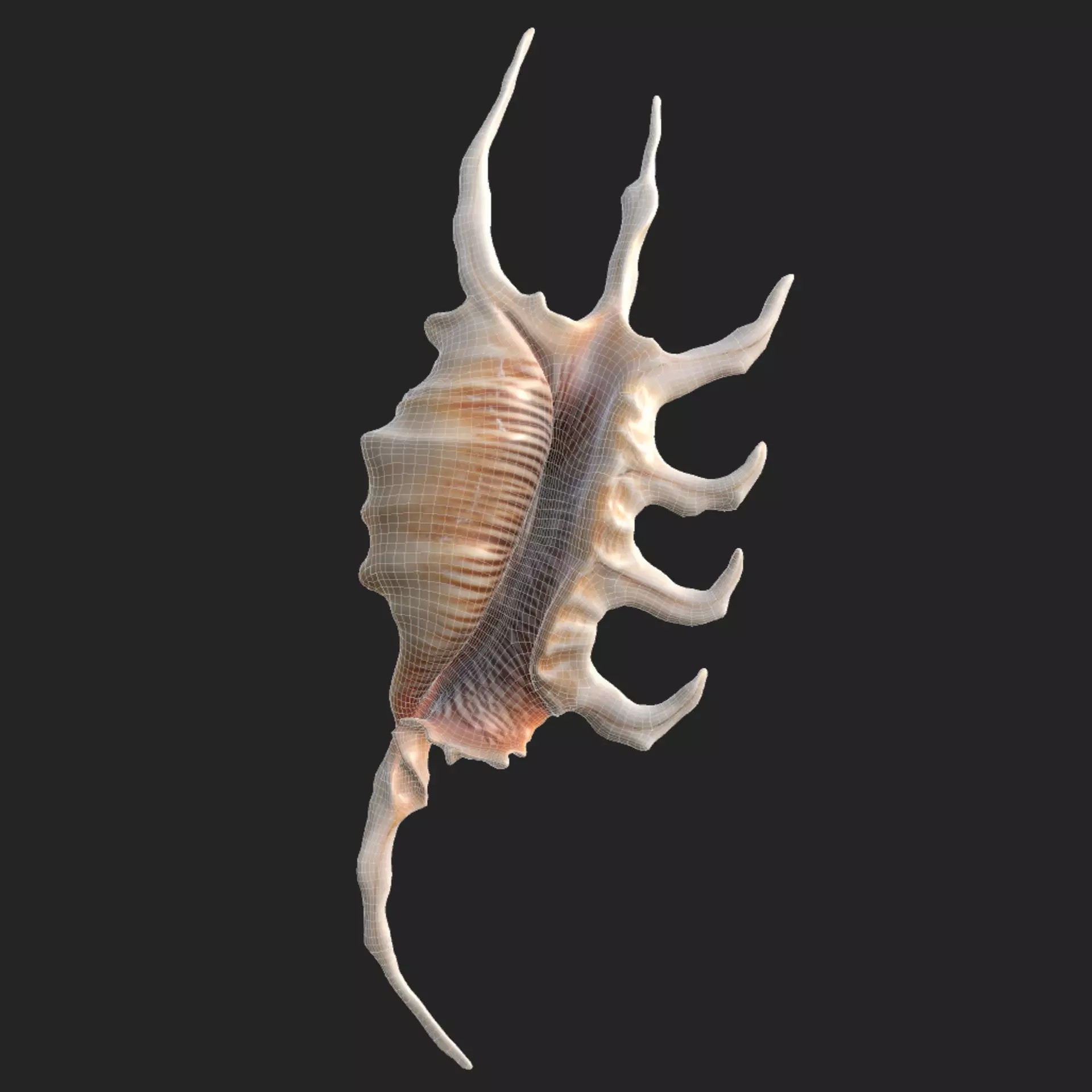 Sea Shell Set - Low-Poly Game-Ready 3D Model - View 44