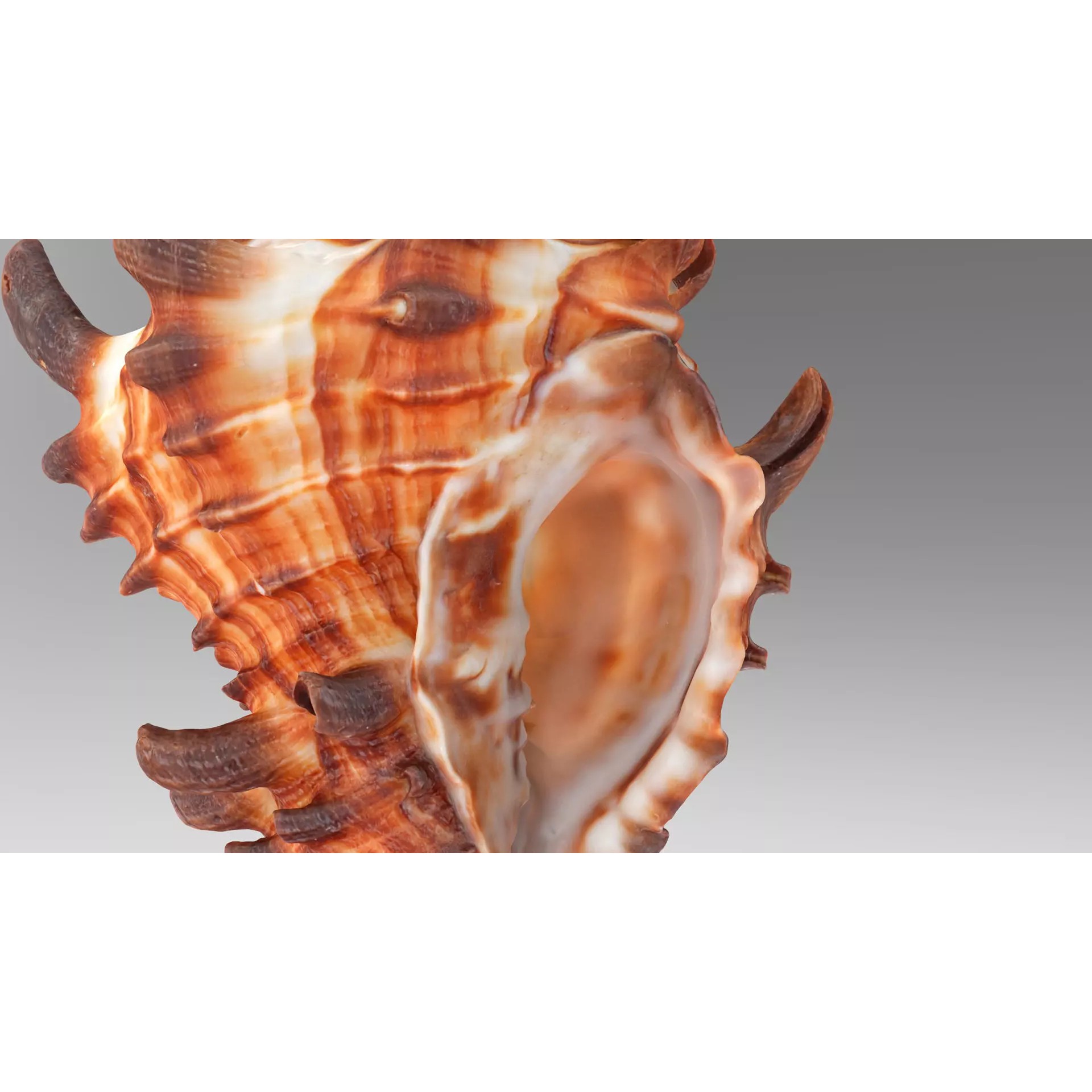 Sea Shell Set - Low-Poly Game-Ready 3D Model - View 5