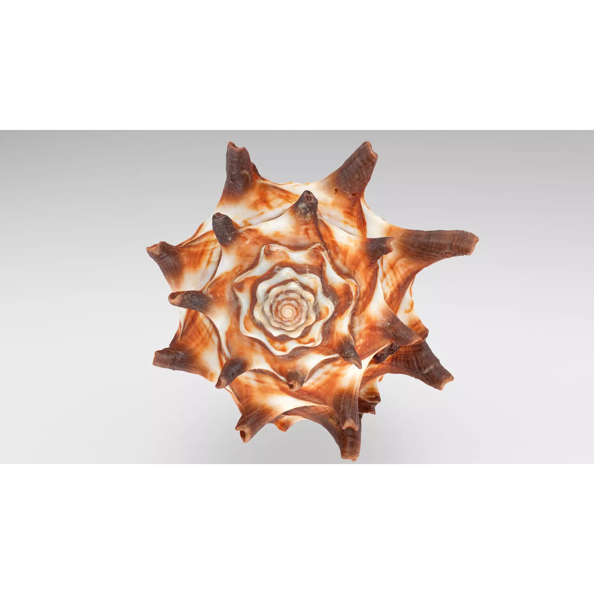 Sea Shell Set - Low-Poly Game-Ready 3D Model - View 6