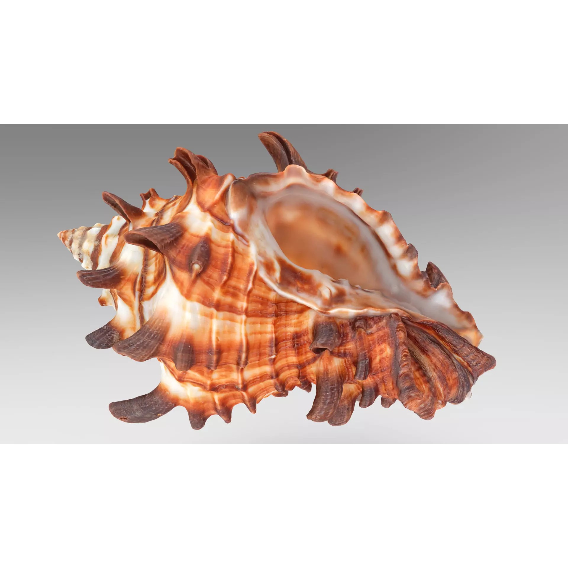 Sea Shell Set - Low-Poly Game-Ready 3D Model - View 8