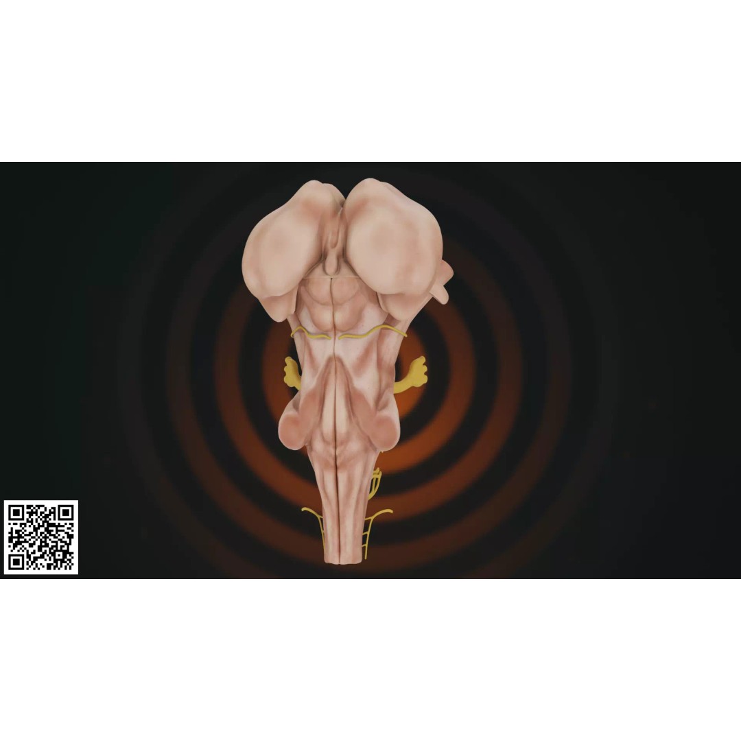 Human Brainstem 3D Model – Anatomically Accurate Medical Visualization, PBR